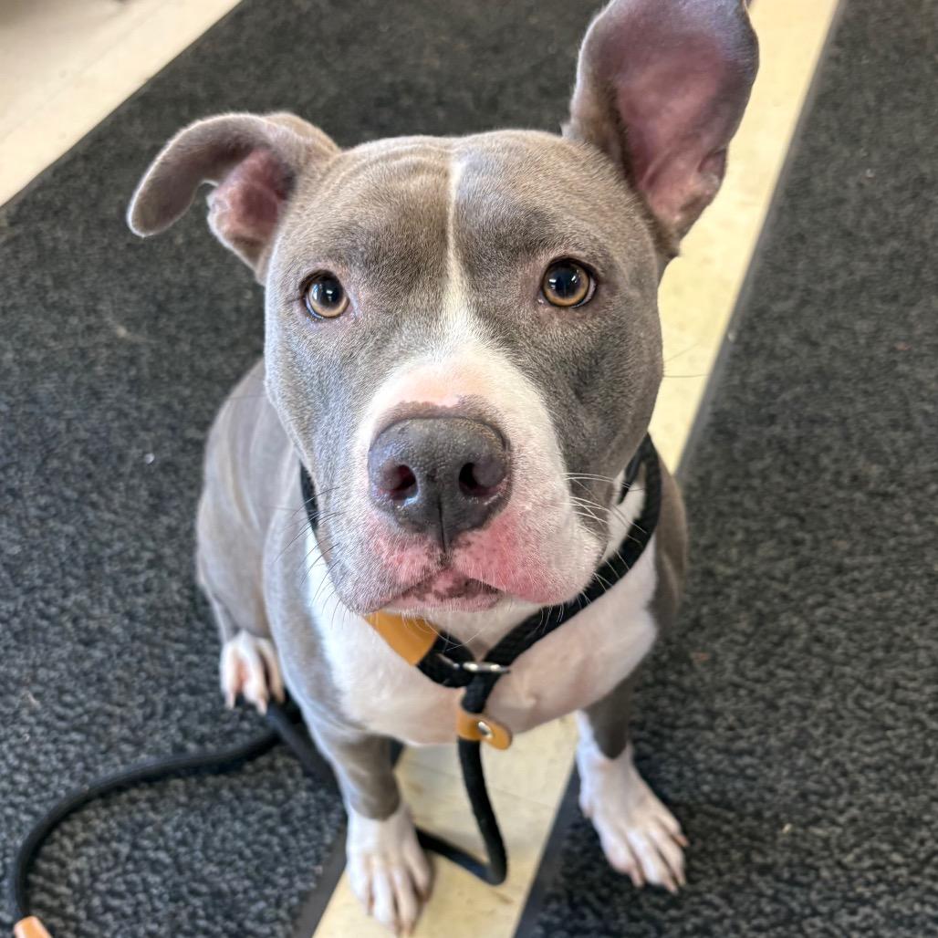 Enlarge Venti (Vendetta), a Adoptable Pit Bull Terrier in St Joseph, MO image 3/4