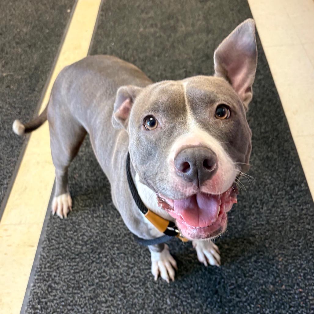 Enlarge Venti (Vendetta), a Adoptable Pit Bull Terrier in St Joseph, MO image 4/4