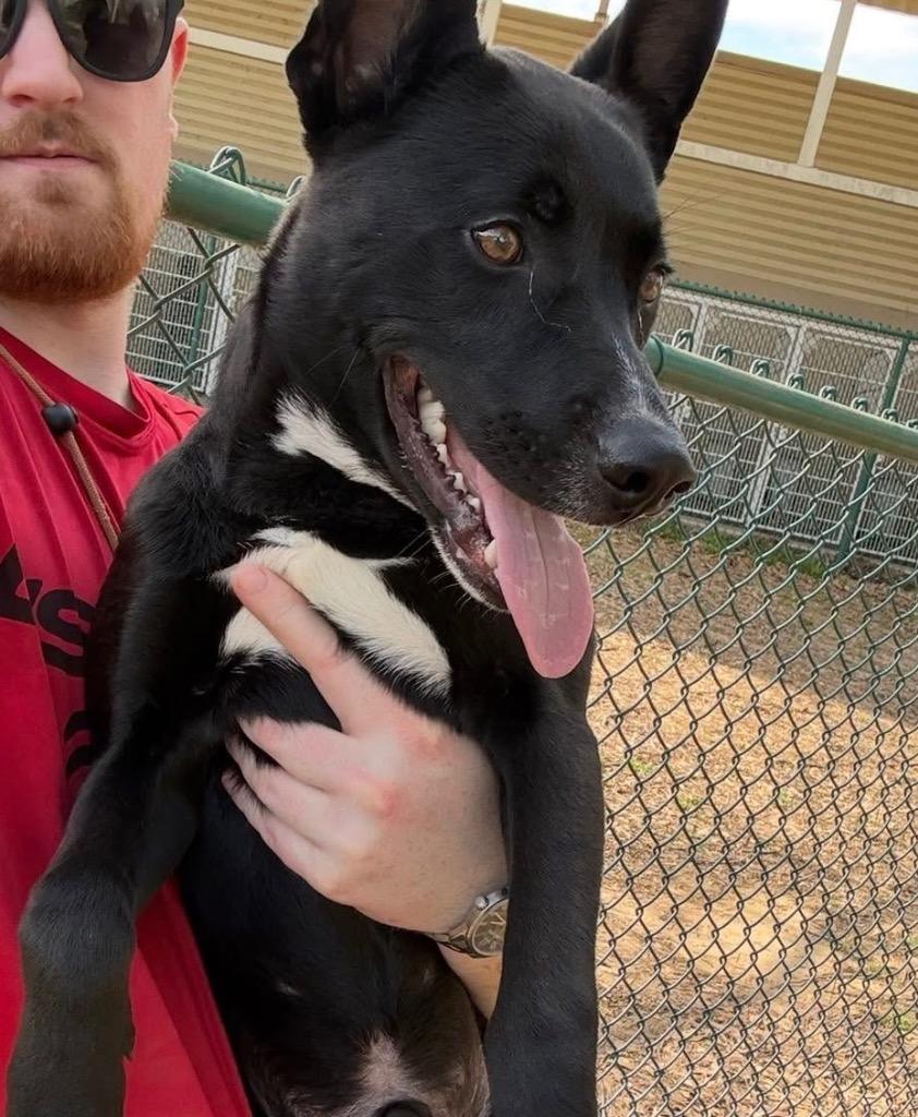 Bryson, Adoptable, Young Male Labrador Retriever.