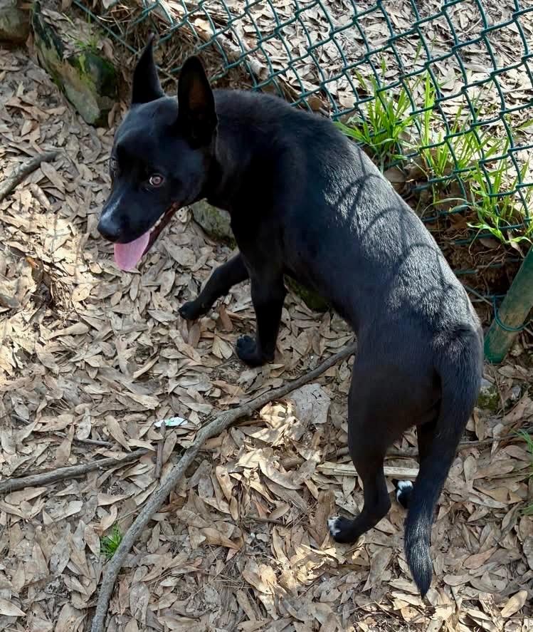 Enlarge Bryson, a Adoptable mixed breed in Little Rock, AR image 2/2