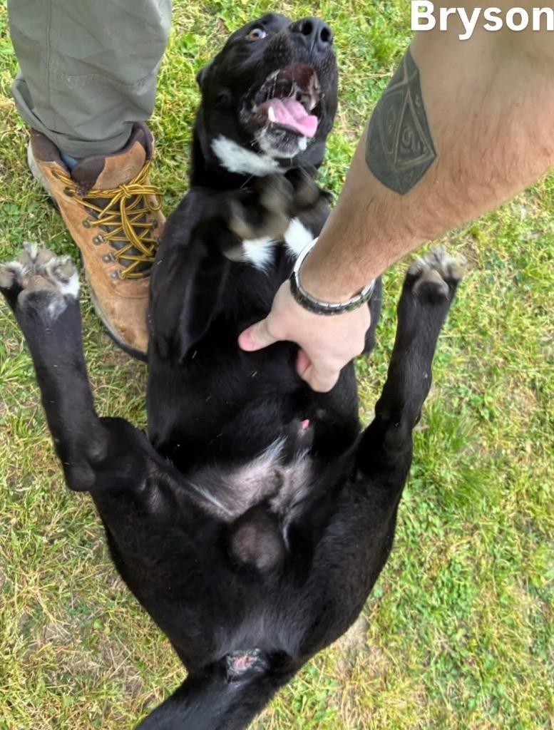 Enlarge Bryson, a Adoptable mixed breed in Little Rock, AR image 3/4