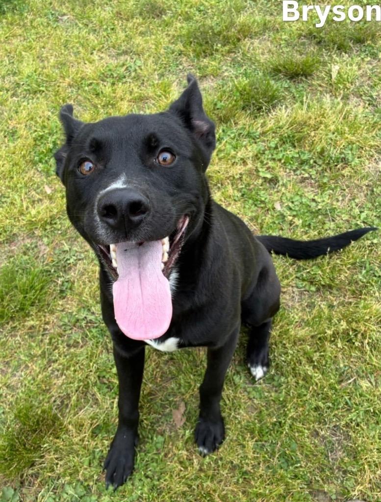 Enlarge Bryson, a Adoptable mixed breed in Little Rock, AR image 4/4