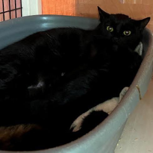 Enlarge Calliope, a Adoptable Domestic Short Hair in Hemet, CA image 2/2