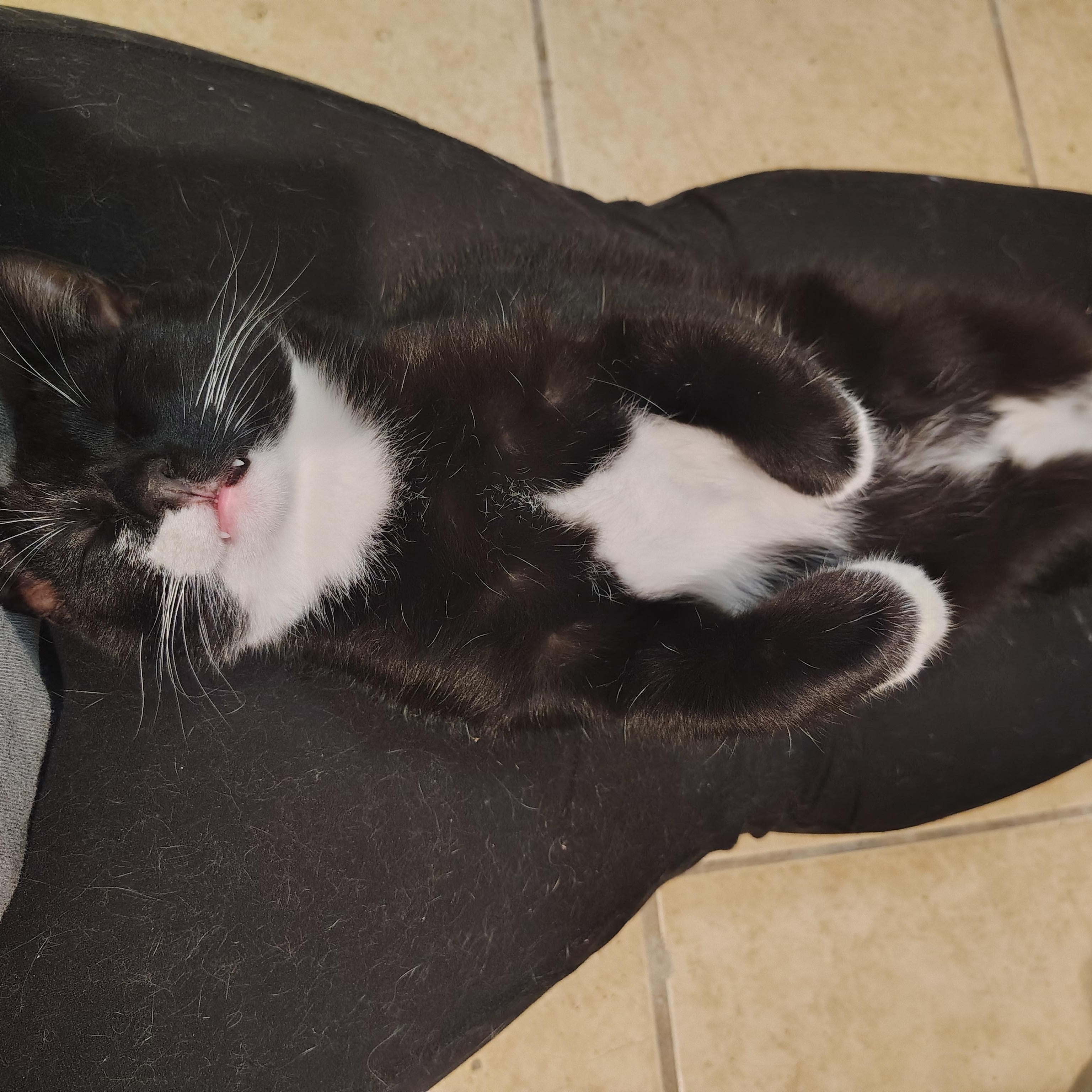 Enlarge Virgo & Libra [Bonded Pair], a Adoptable Domestic Short Hair in Long Beach, CA image 2/4