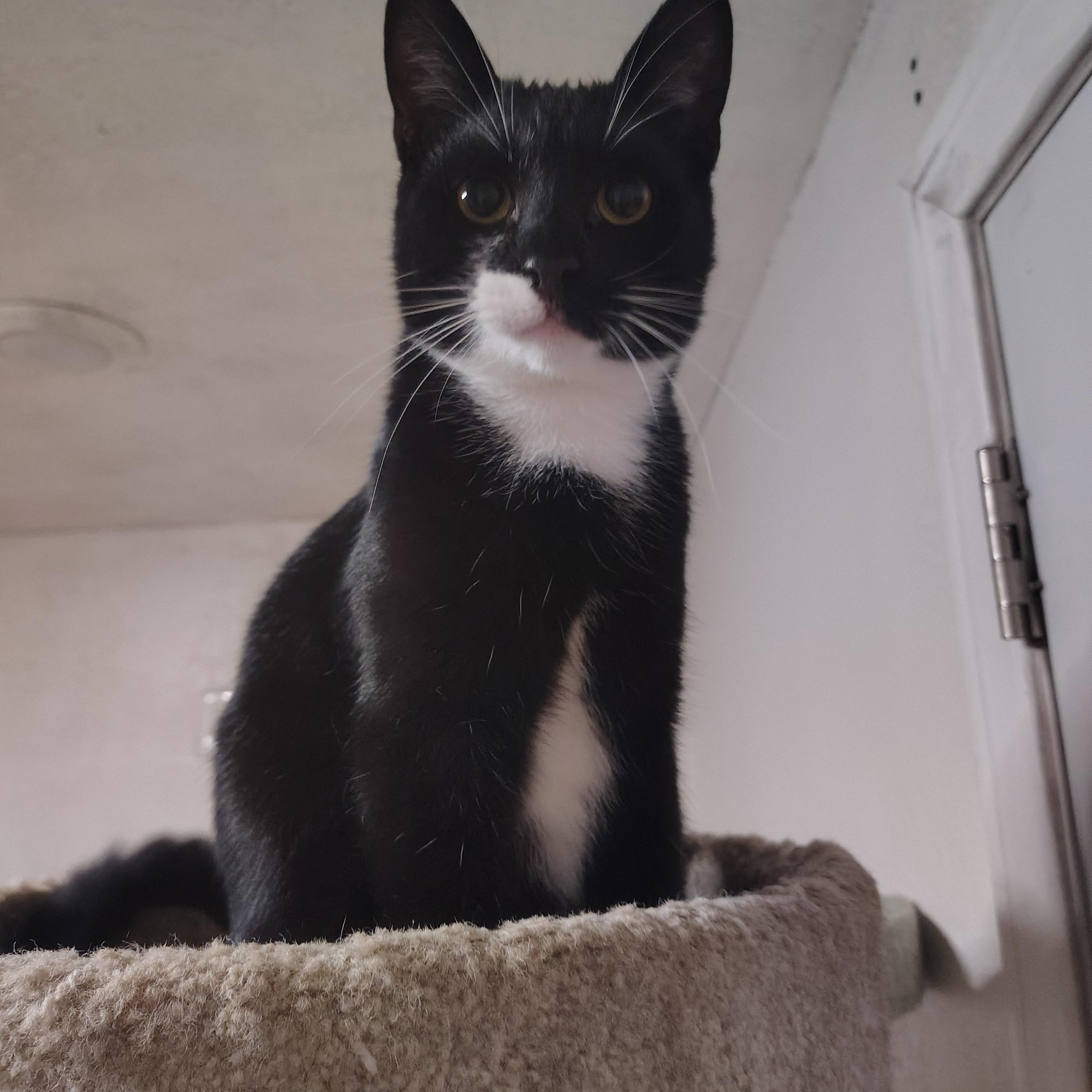 Enlarge Virgo & Libra [Bonded Pair], a Adoptable Domestic Short Hair in Long Beach, CA image 3/4