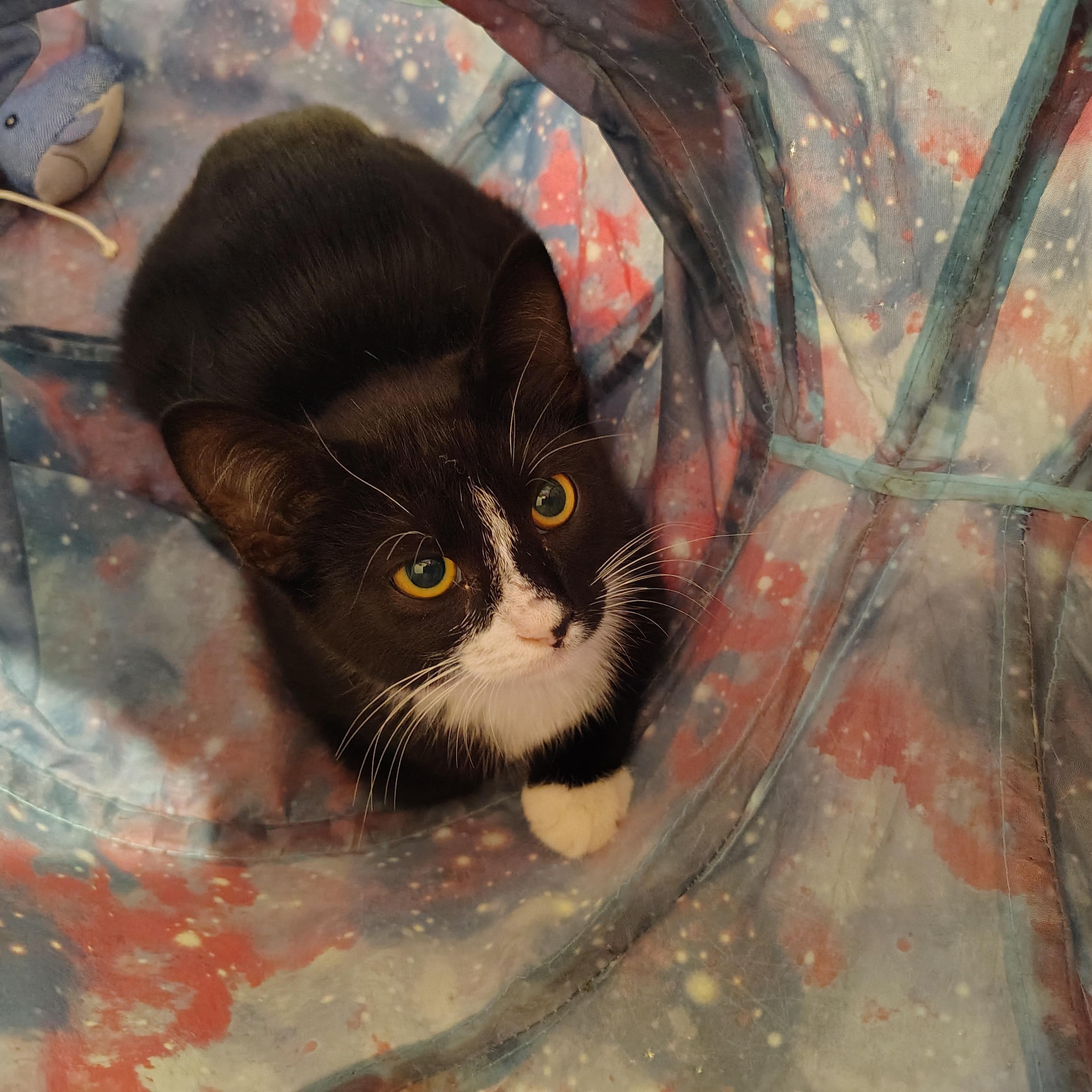 Enlarge Virgo, a Adoptable Domestic Short Hair in Long Beach, CA image 1/1