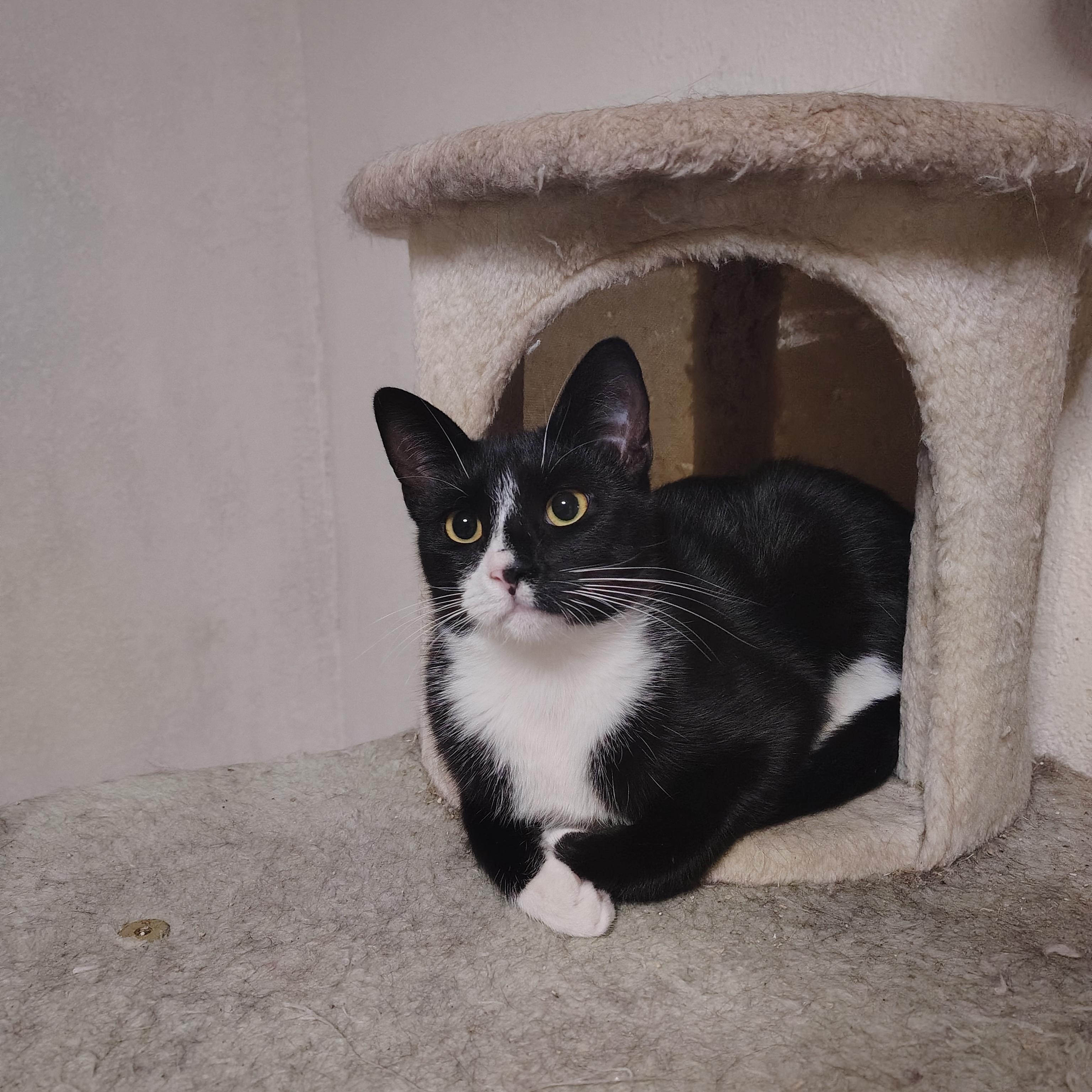 Enlarge Virgo & Libra [Bonded Pair], a Adoptable Domestic Short Hair in Long Beach, CA image 4/4