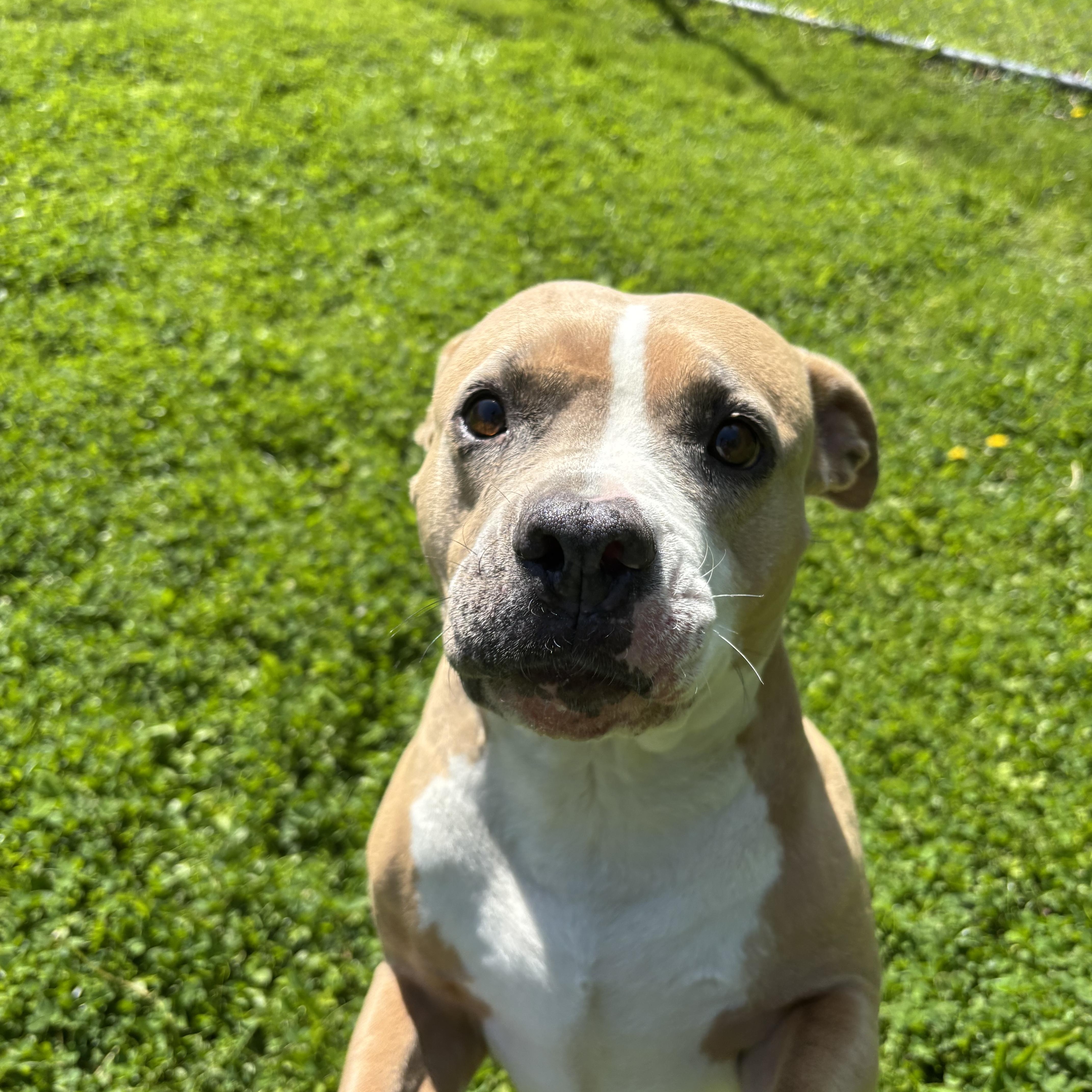 Enlarge Fawn, a ADOPTABLE mixed breed in Circleville, OH image 2/4