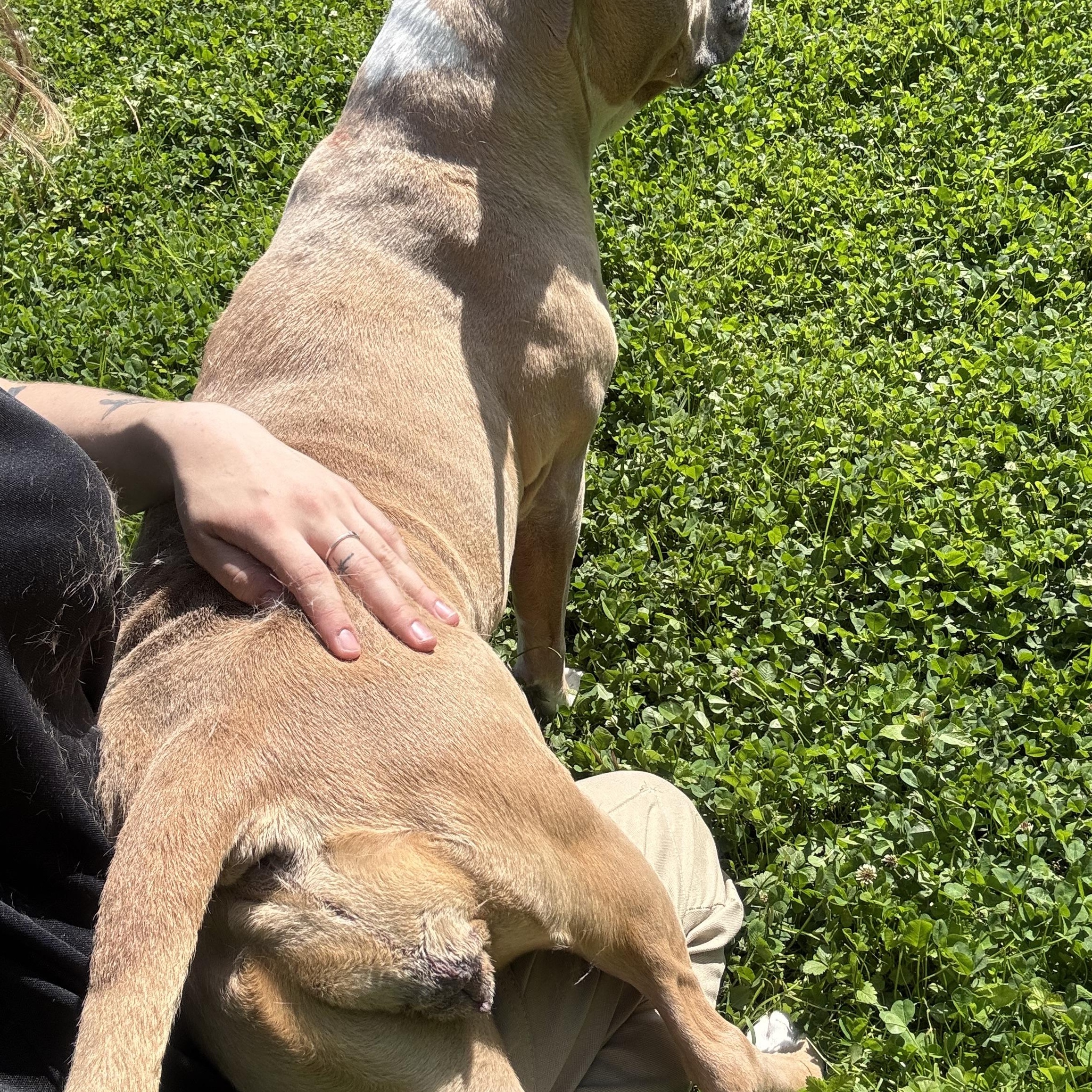 Enlarge Fawn, a ADOPTABLE mixed breed in Circleville, OH image 3/4
