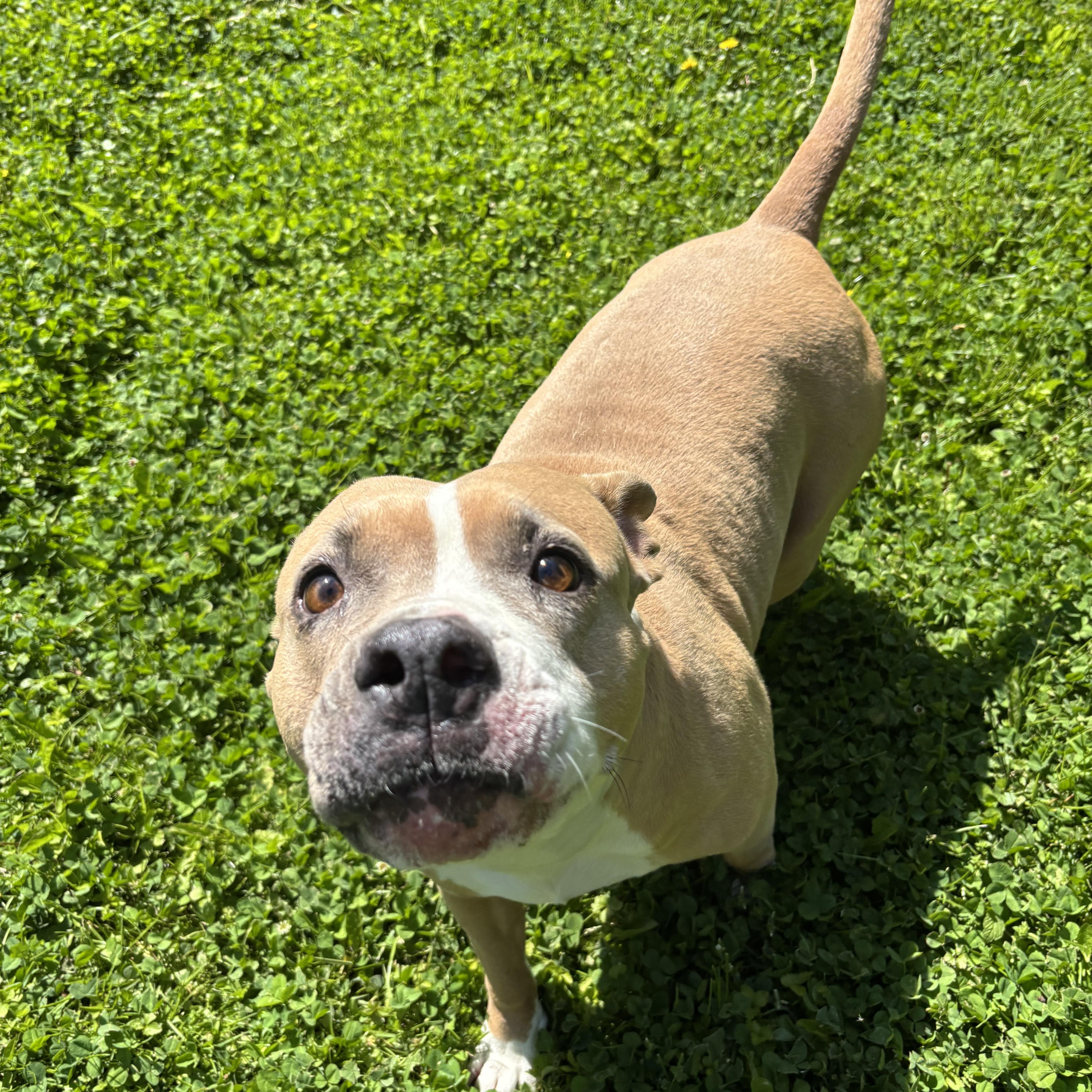 Fawn, ADOPTABLE, Adult Female Pit Bull Terrier.