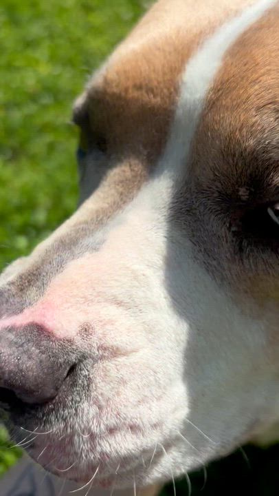 Enlarge Fawn, a ADOPTABLE mixed breed in Circleville, OH video 4/4