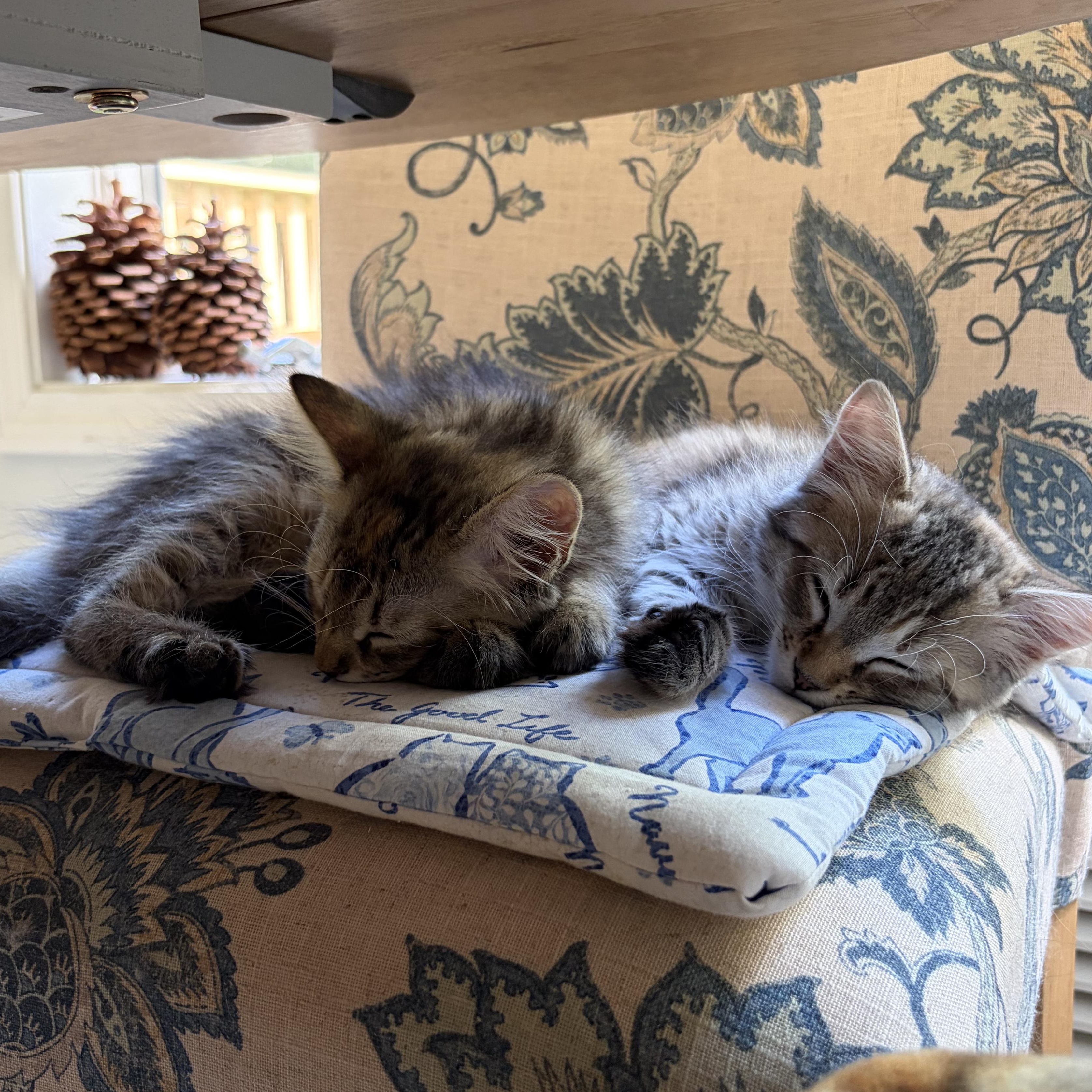 Maisie & Daisy, an adopted Domestic Short Hair in Huntington, MA image 2/6