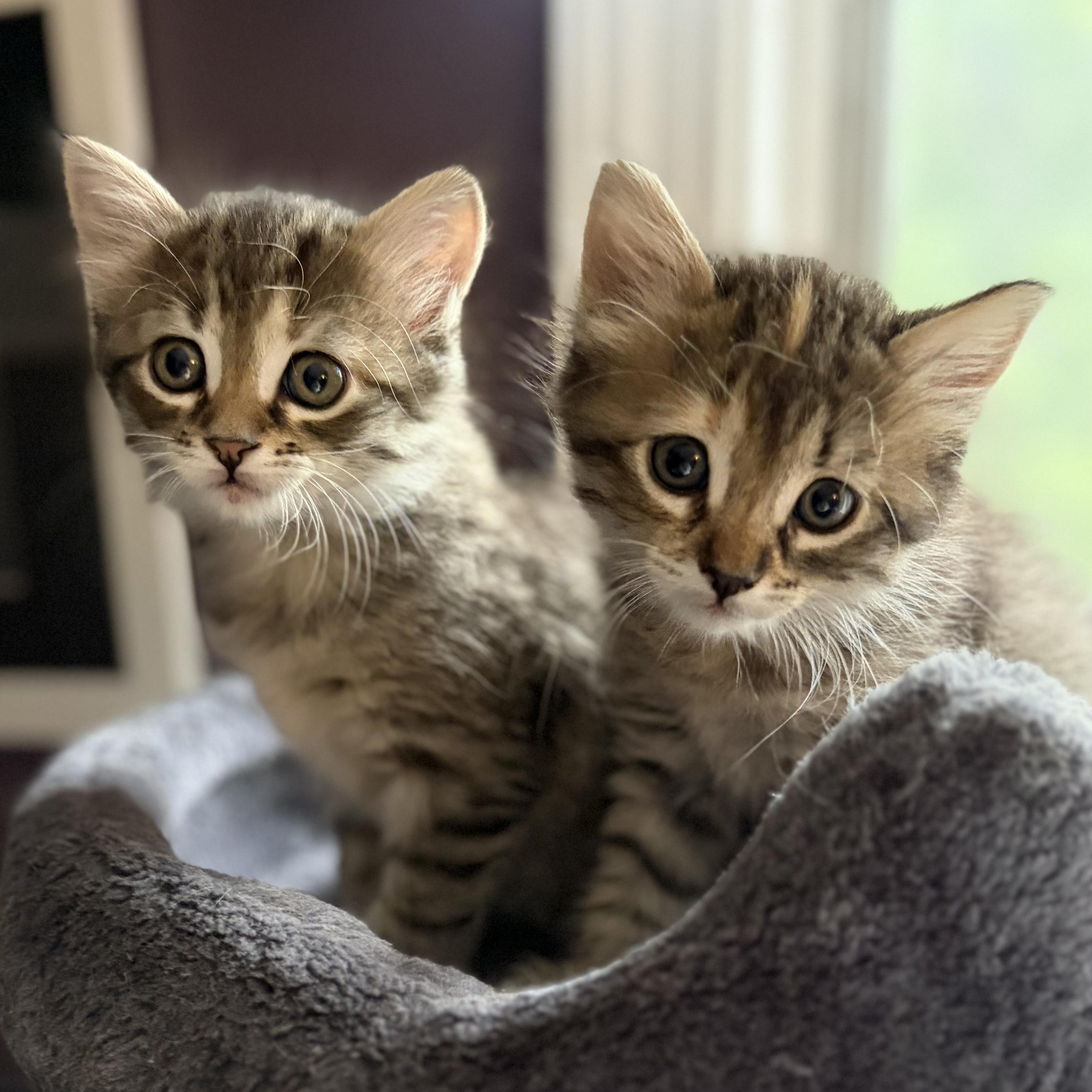 Maisie & Daisy, an adopted Domestic Short Hair in Huntington, MA image 1/6