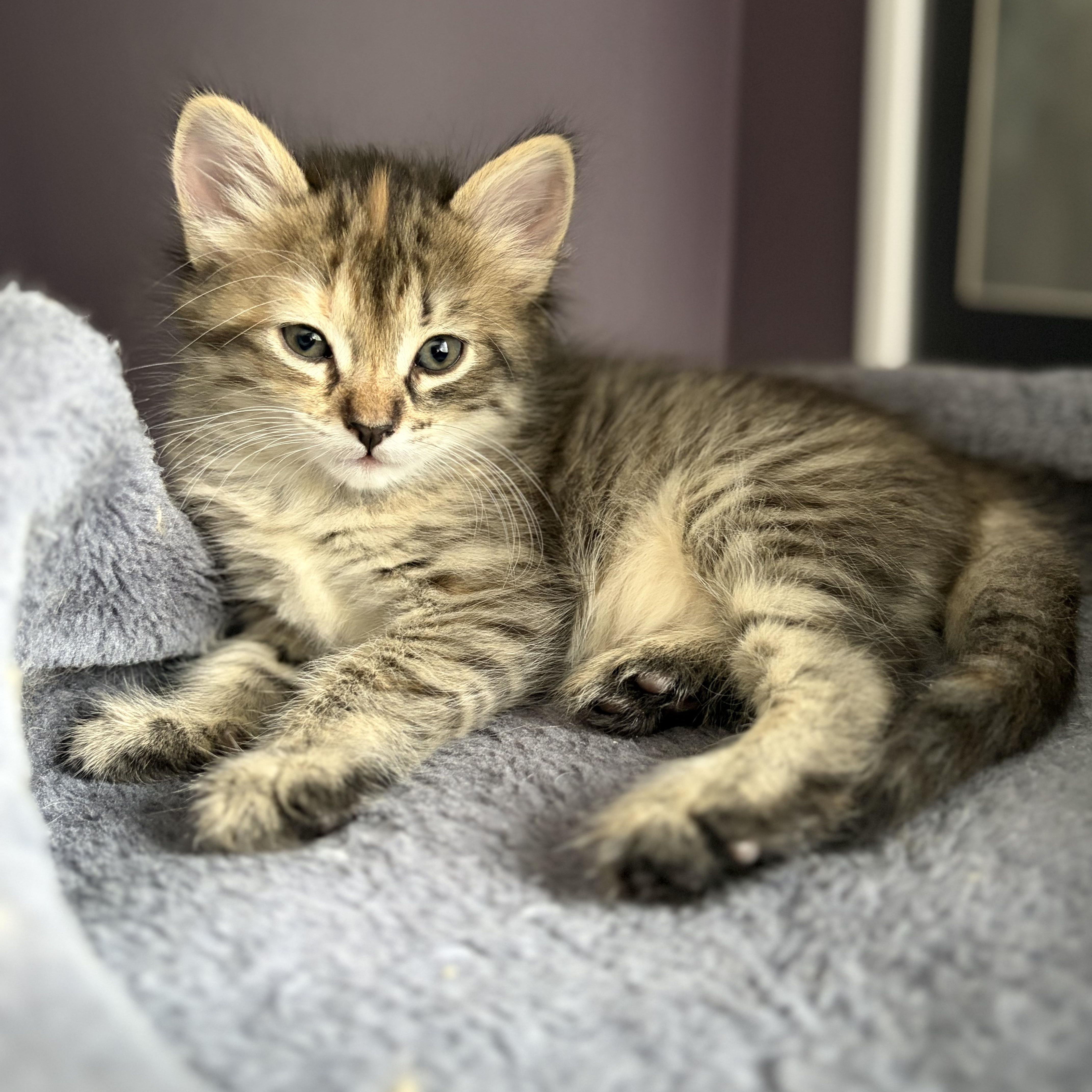 Maisie & Daisy, an adopted Domestic Short Hair in Huntington, MA image 3/6