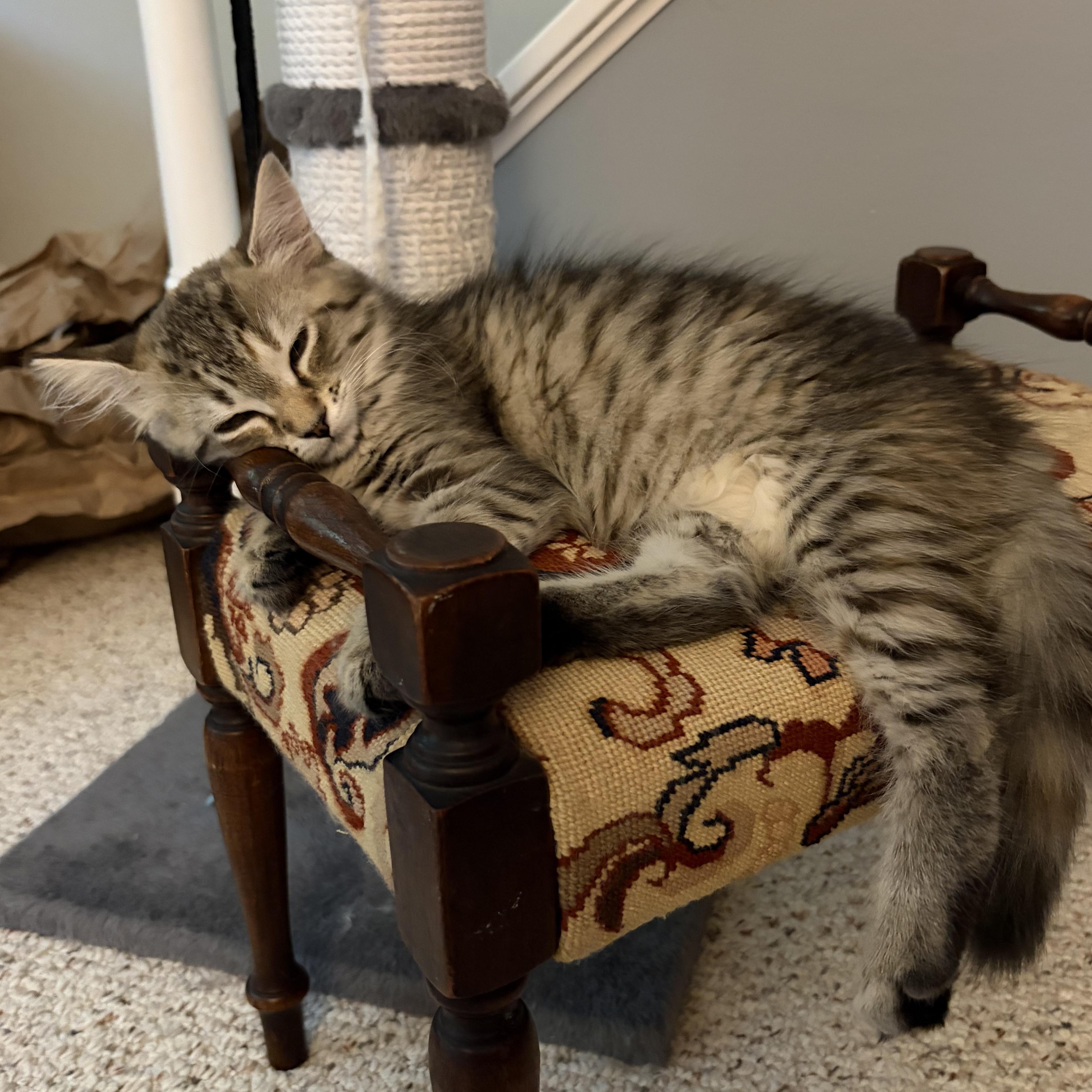Maisie & Daisy, an adopted Domestic Short Hair in Huntington, MA image 6/6