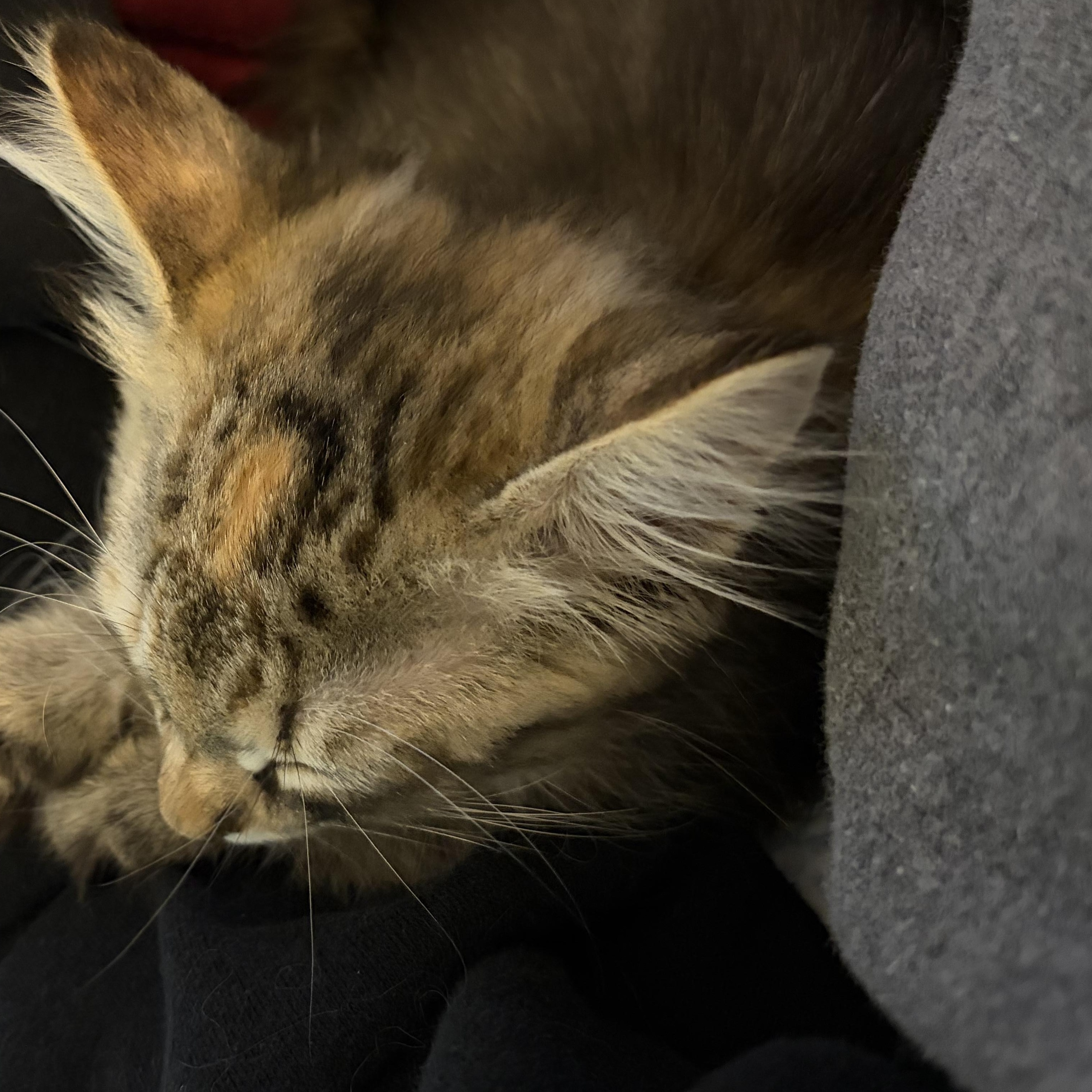 Maisie & Daisy, an adopted Domestic Short Hair in Huntington, MA image 5/6