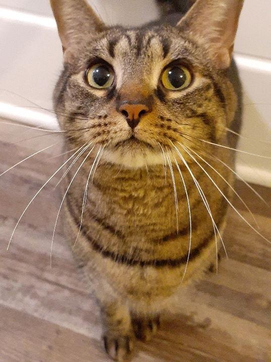 Jack, Adoptable, Adult Male Domestic Short Hair.