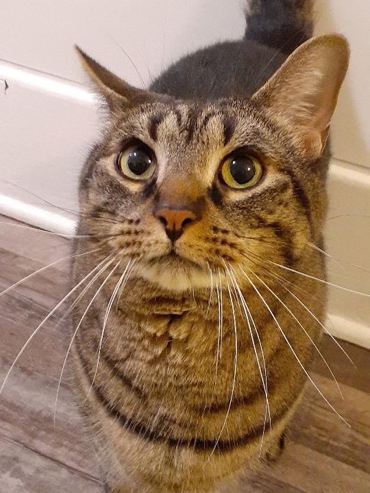 Enlarge Jack, a Adoptable Domestic Short Hair in Pittsburgh, PA image 2/3