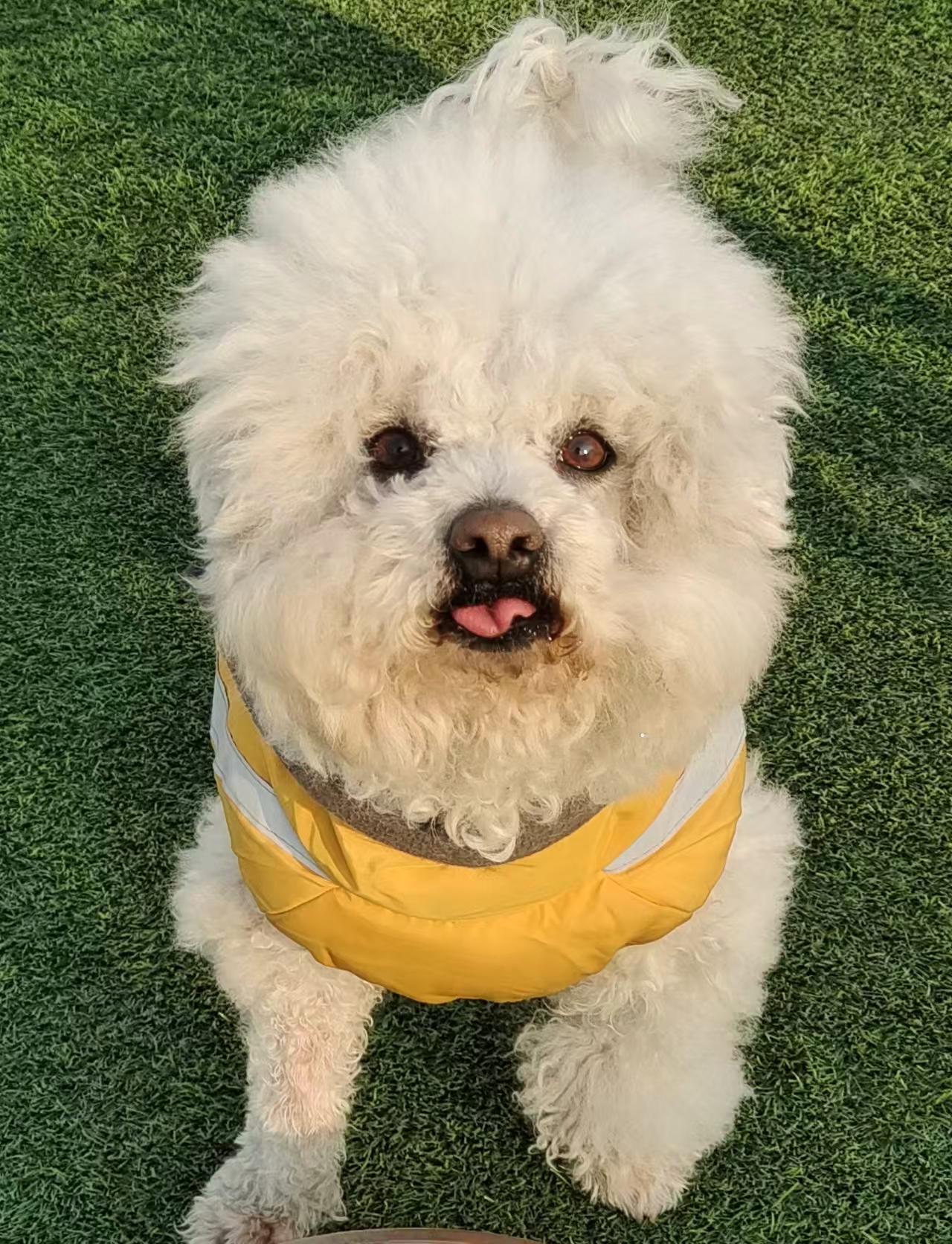 Enlarge Mickey, a ADOPTABLE Bichon Frise in North York, ON image 1/4