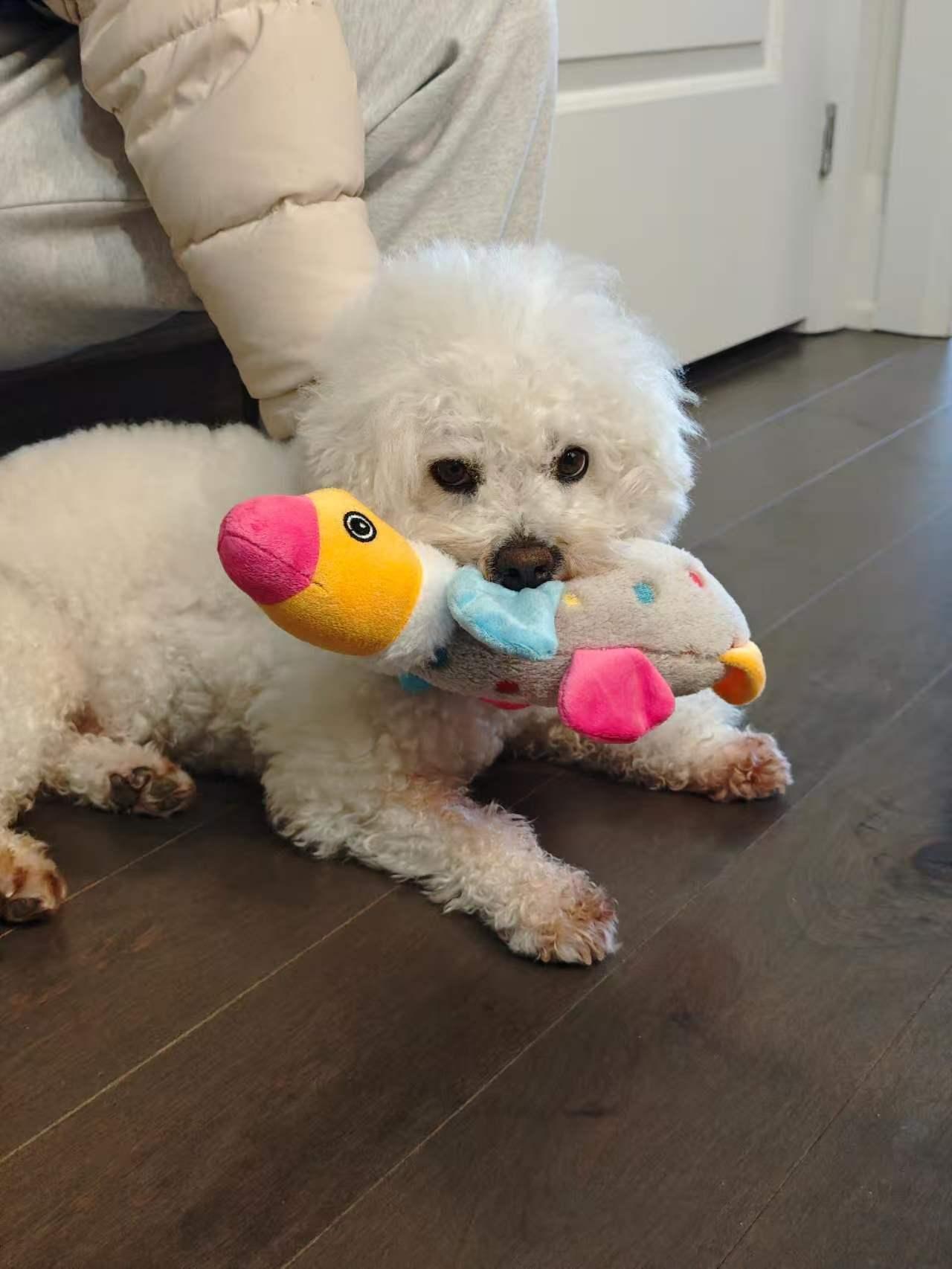 Enlarge Mickey, a ADOPTABLE Bichon Frise in North York, ON image 6/6
