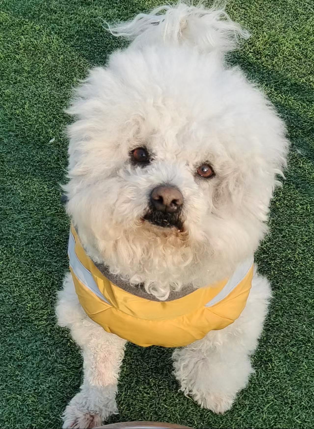 Enlarge Mickey, a ADOPTABLE Bichon Frise in North York, ON image 2/4