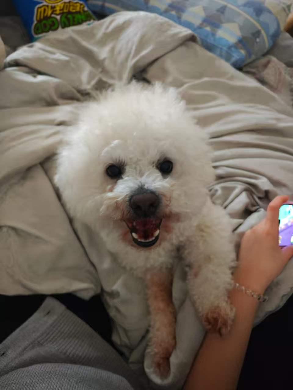 Mickey, ADOPTABLE, Adult Male Bichon Frise.