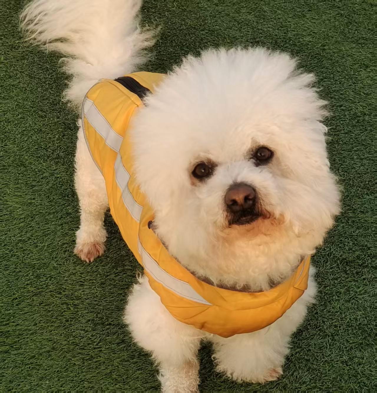 Enlarge Mickey, a ADOPTABLE Bichon Frise in North York, ON image 3/4