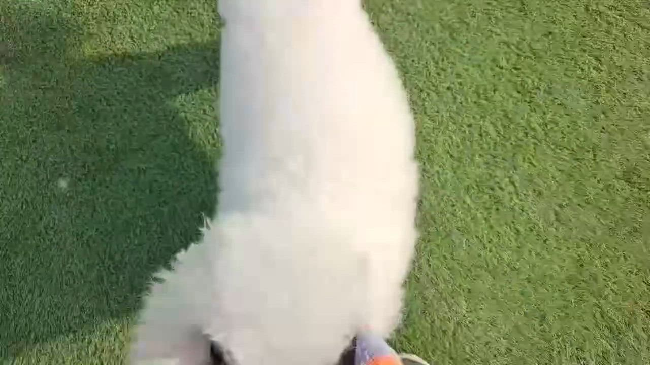 Enlarge Mickey, a ADOPTABLE Bichon Frise in North York, ON video 4/4