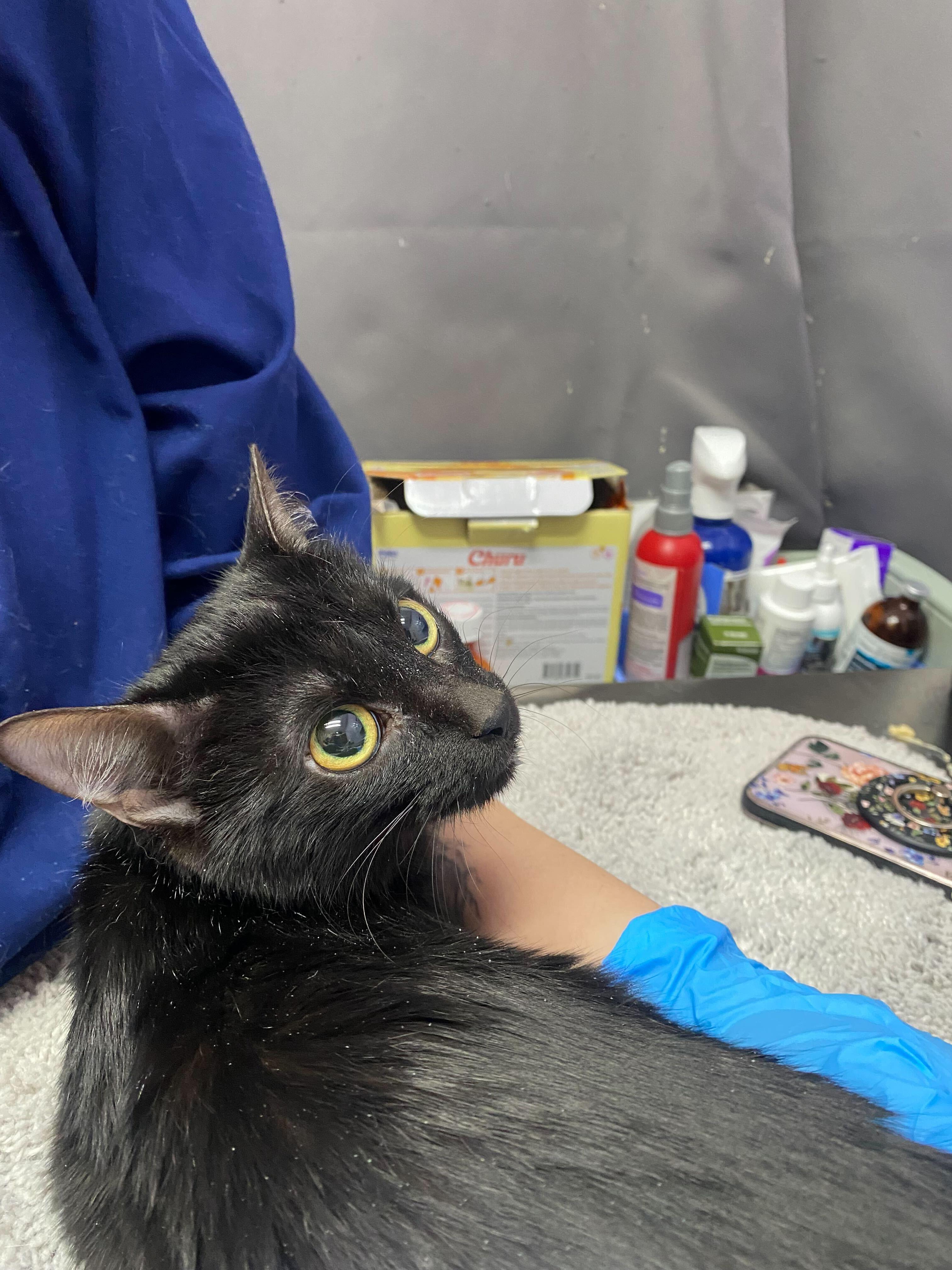 Angel, Adoptable, Adult Female Domestic Short Hair.