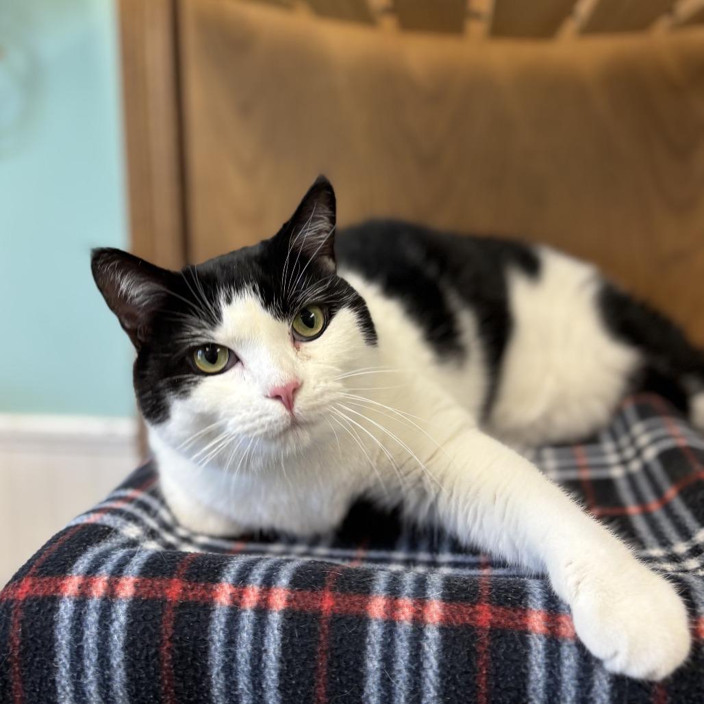 Minerva Mink--In Foster, a Adoptable Domestic Short Hair in Fargo, ND image 3/6