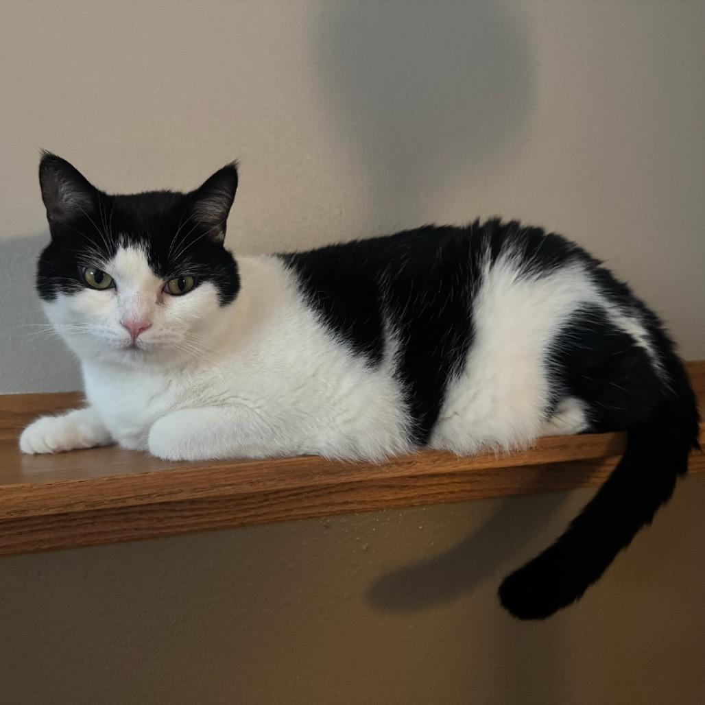 Minerva Mink--In Foster, a Adoptable Domestic Short Hair in Fargo, ND image 4/6