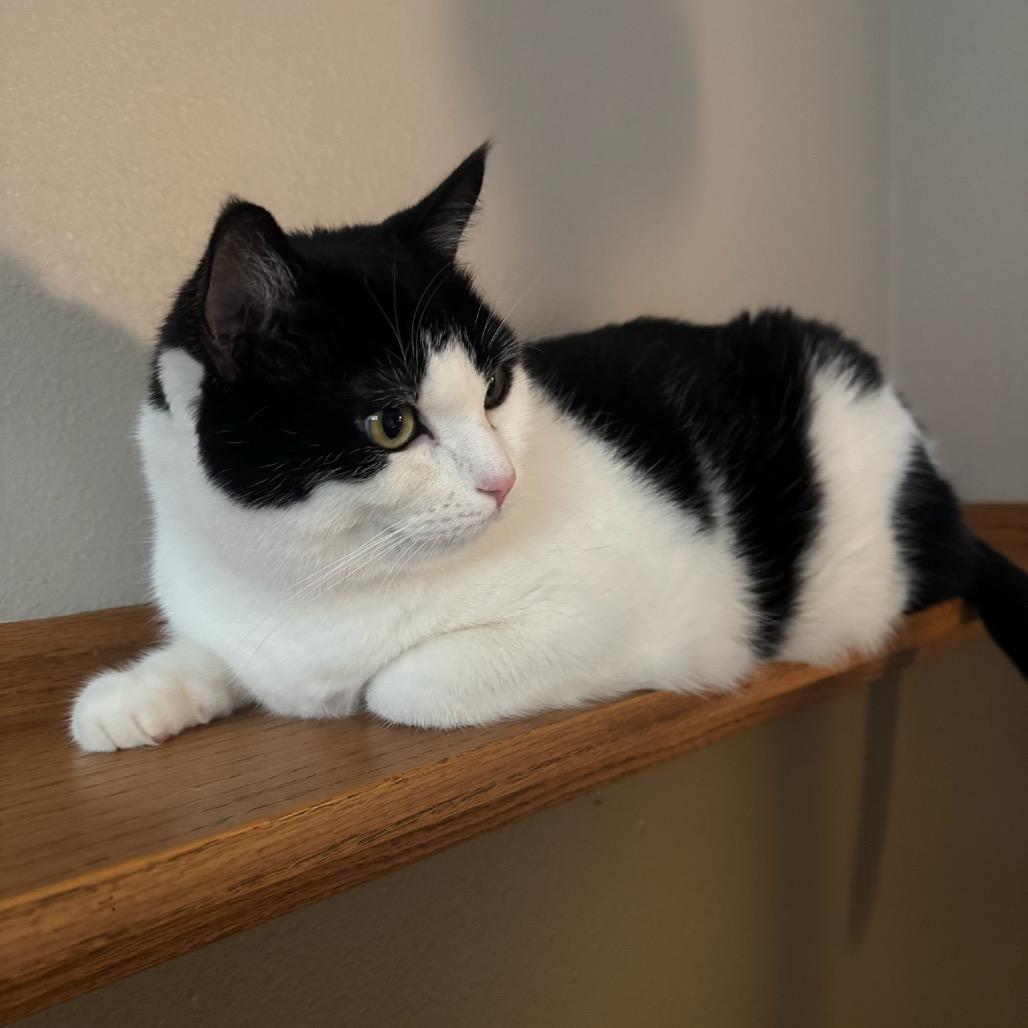 Minerva Mink--In Foster, a Adoptable Domestic Short Hair in Fargo, ND image 5/6
