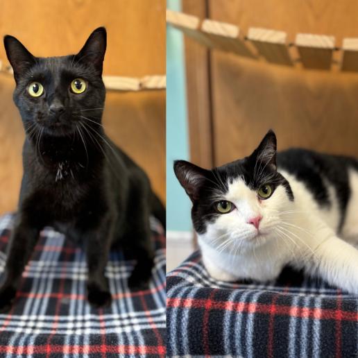Minerva Mink--In Foster, a Adoptable Domestic Short Hair in Fargo, ND image 6/6