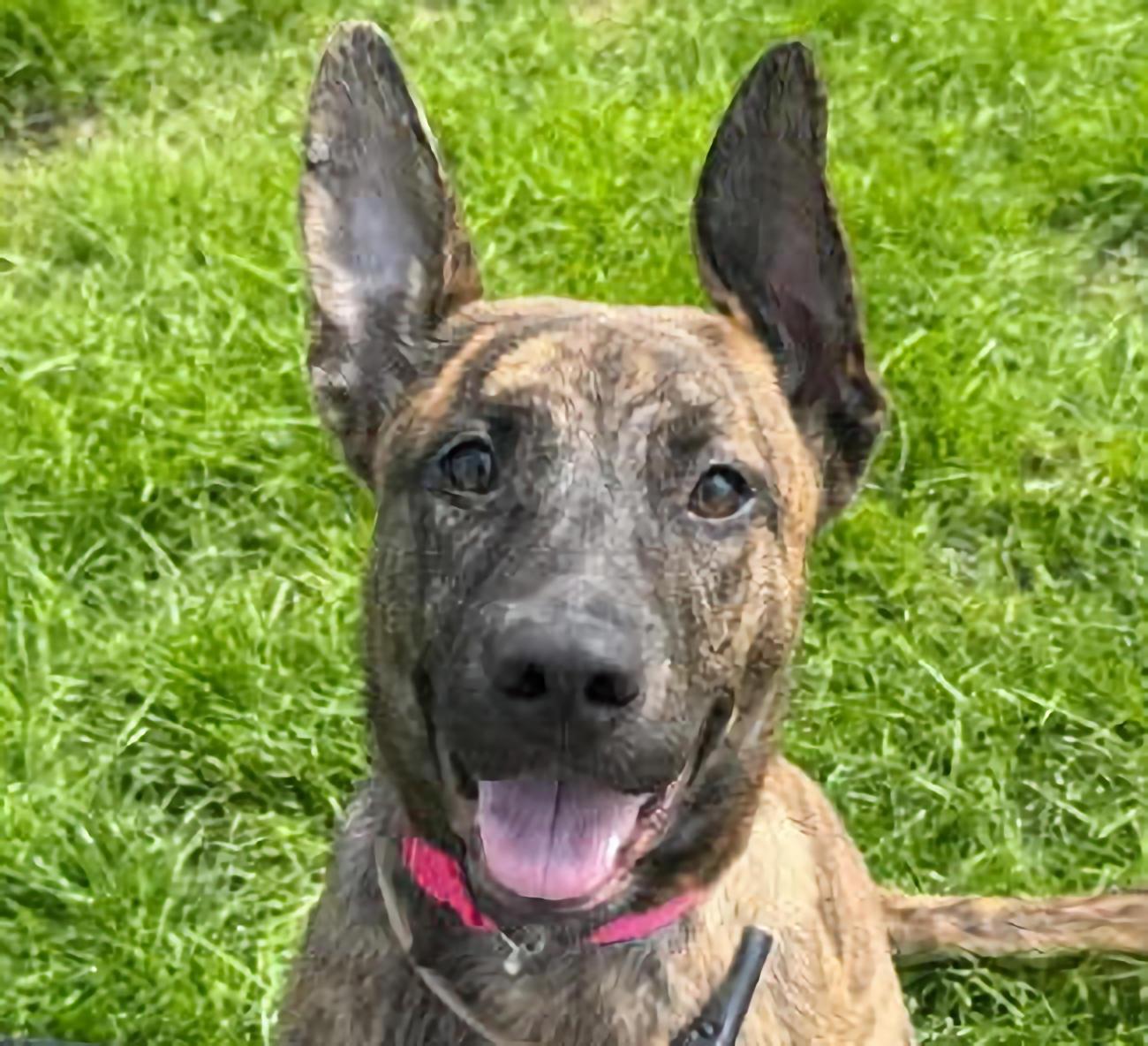 Luna, ADOPTABLE, Puppy Female Pit Bull Terrier.