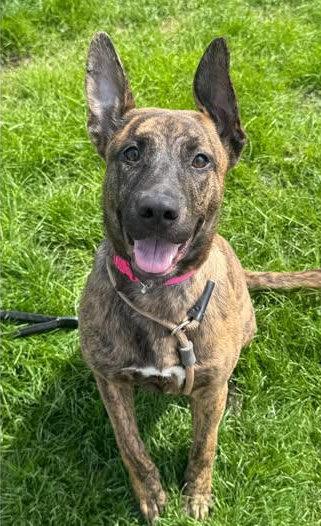 Luna, a ADOPTABLE Pit Bull Terrier in Euclid, OH image 2/2
