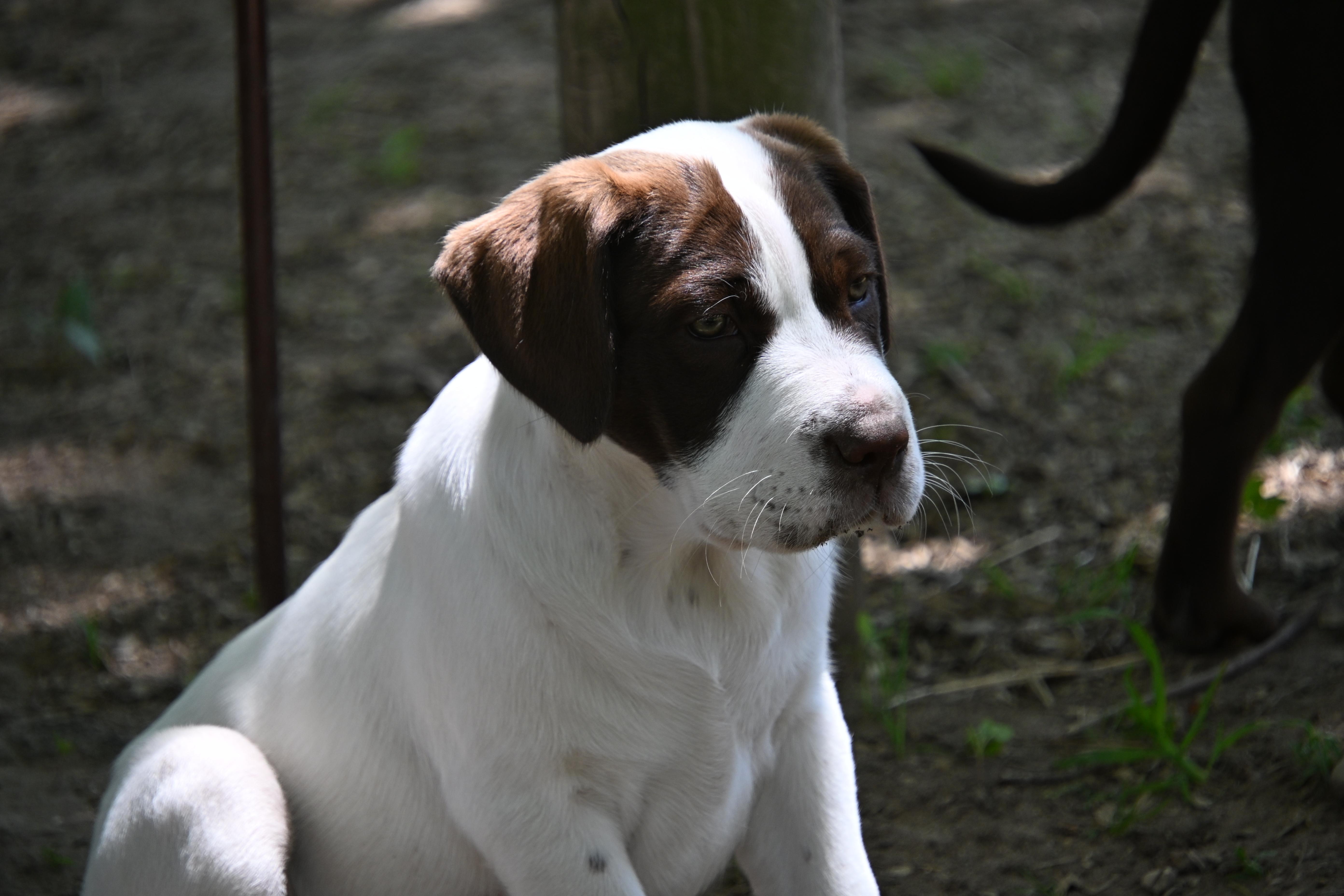 Enlarge Jesse, a Adoptable mixed breed in South Bend, IN image 3/6