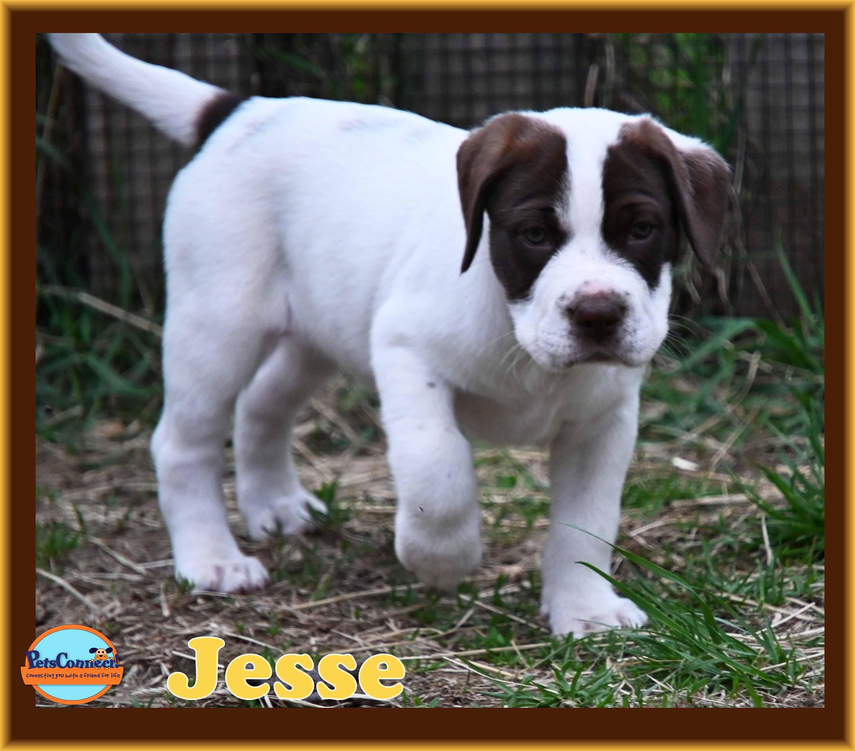 Enlarge Jesse, a Adoptable mixed breed in South Bend, IN image 6/6