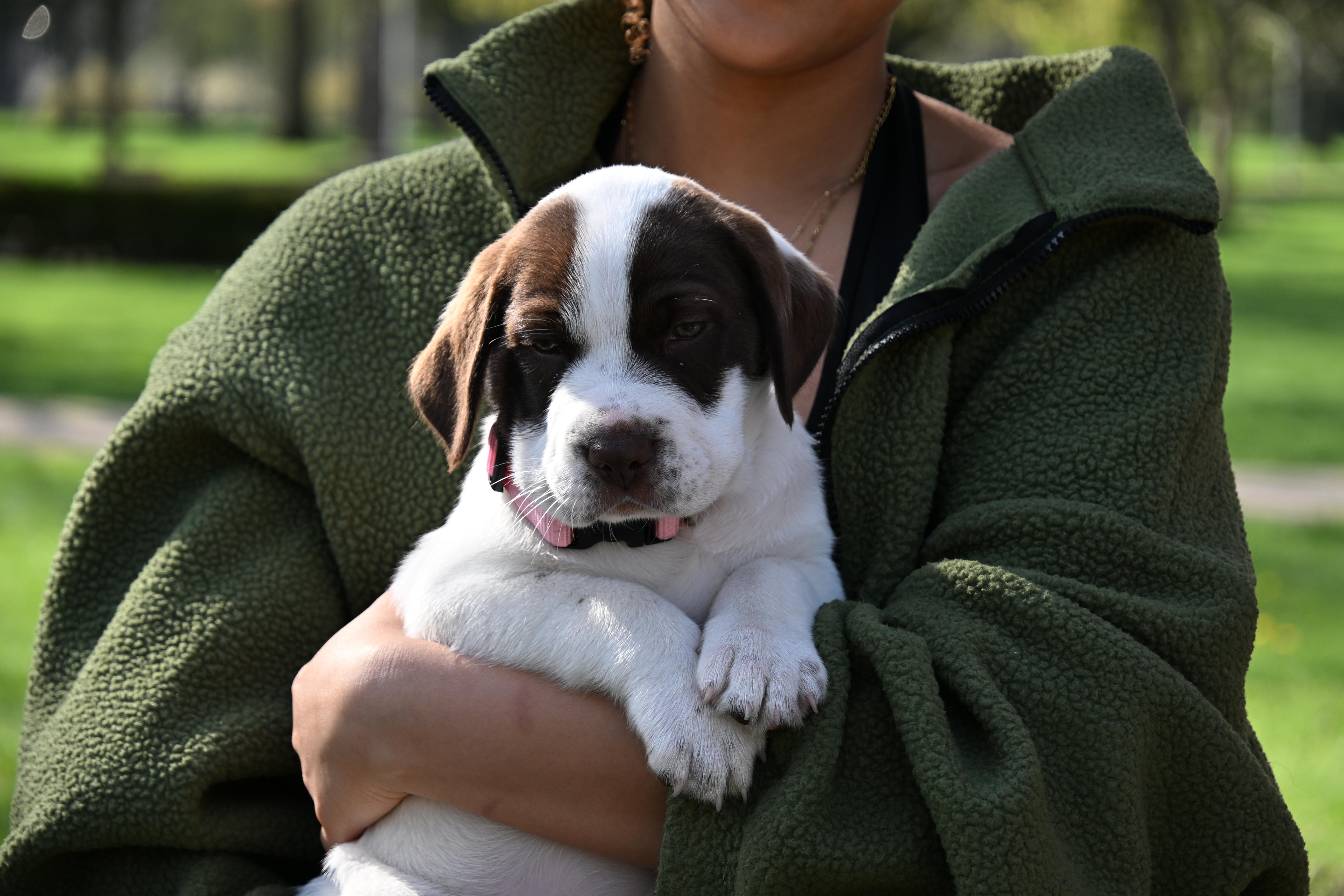 Enlarge Jesse, a Adoptable mixed breed in South Bend, IN image 4/6