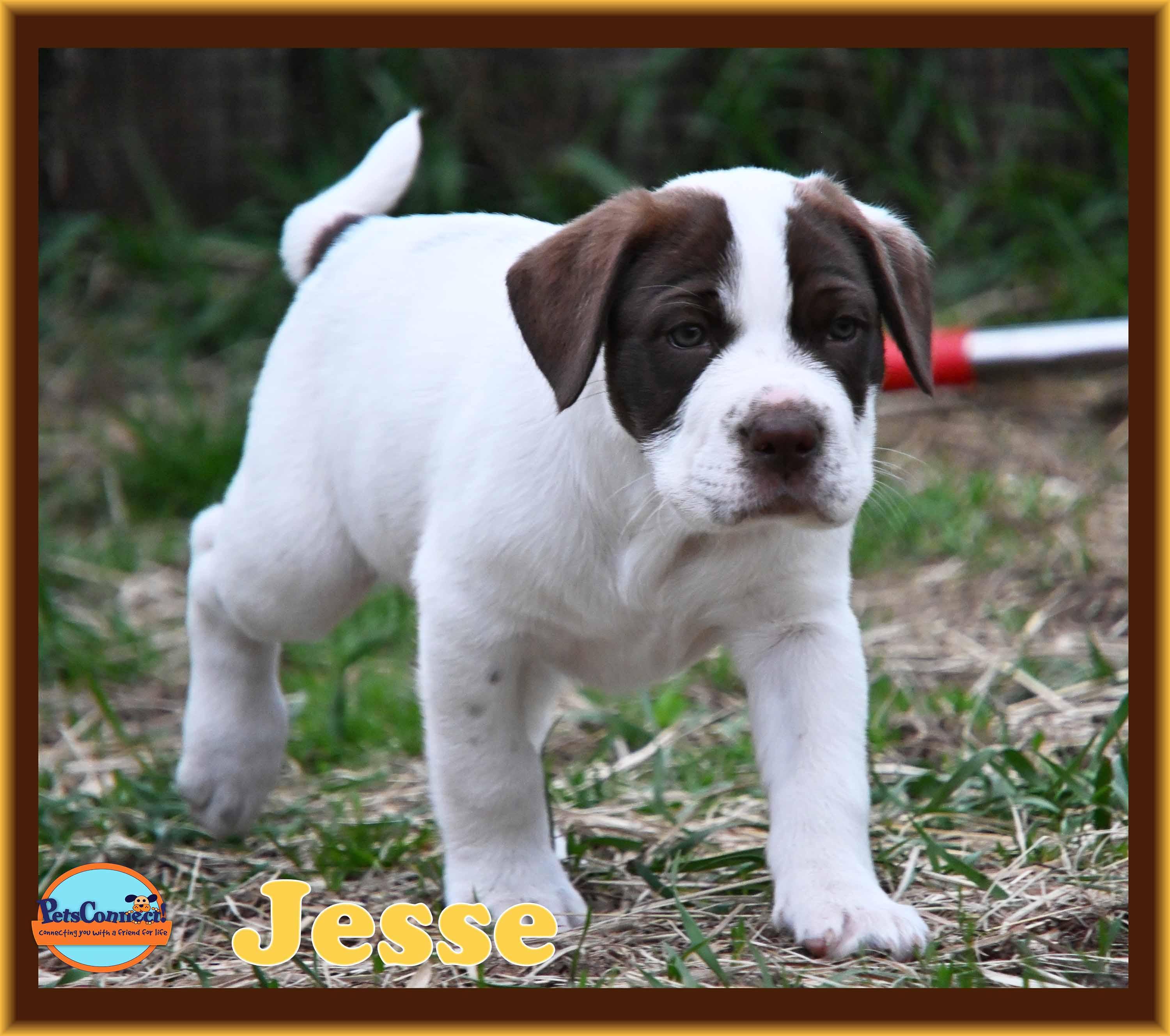 Enlarge Jesse, a Adoptable mixed breed in South Bend, IN image 5/6
