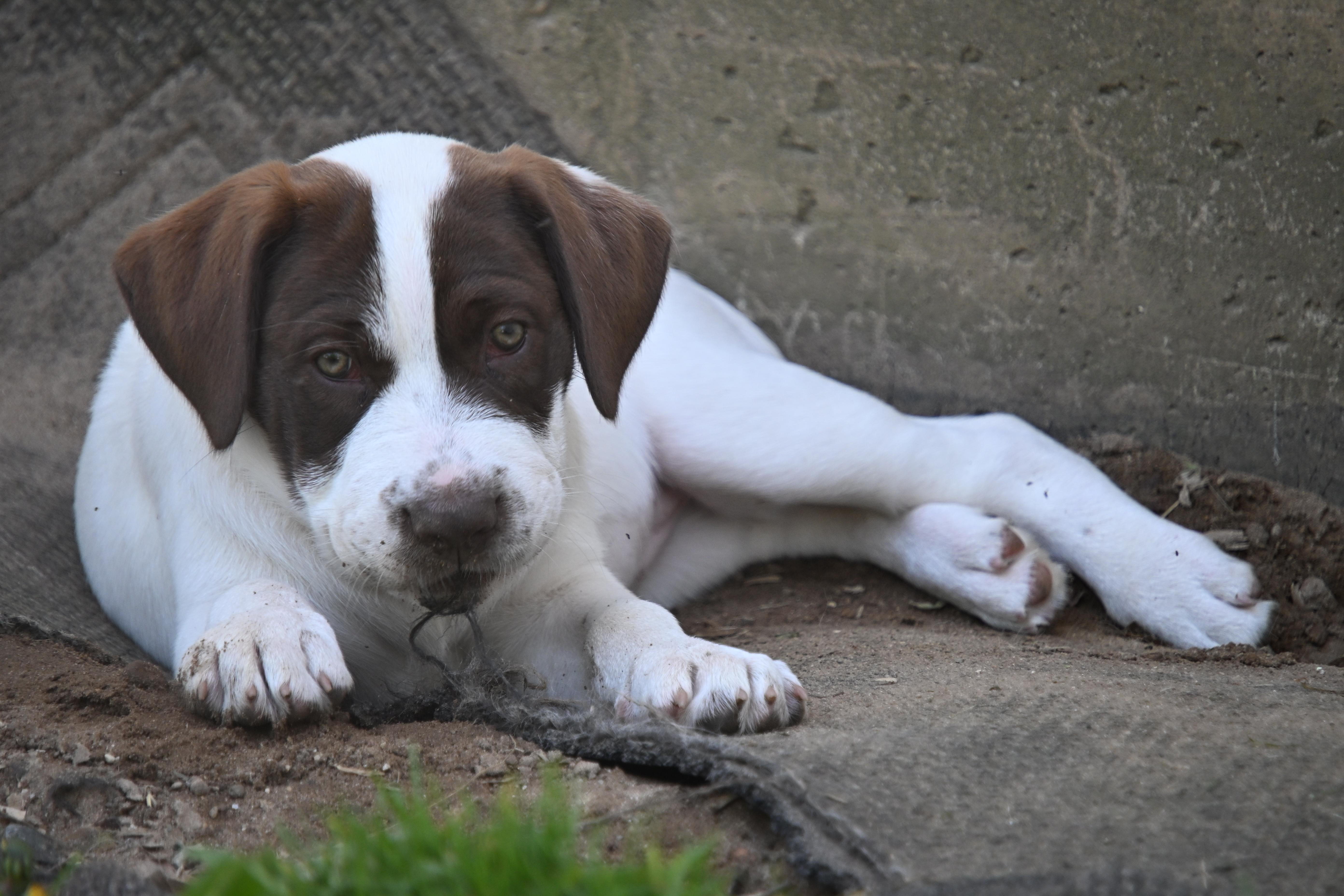 Enlarge Jesse, a Adoptable mixed breed in South Bend, IN image 1/6