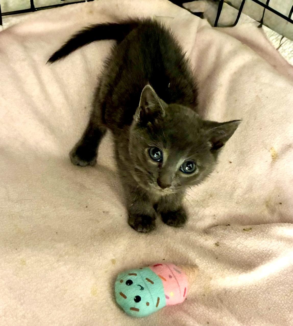 Jacquimo, a ADOPTABLE Domestic Short Hair in River Edge, NJ image 2/6