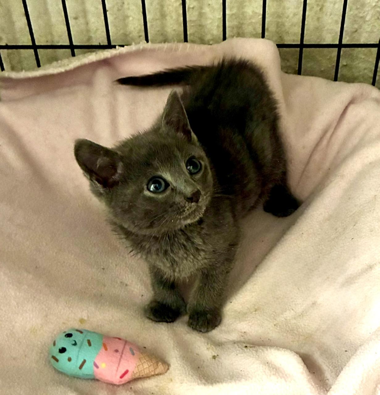 Jacquimo, a ADOPTABLE Domestic Short Hair in River Edge, NJ image 4/6