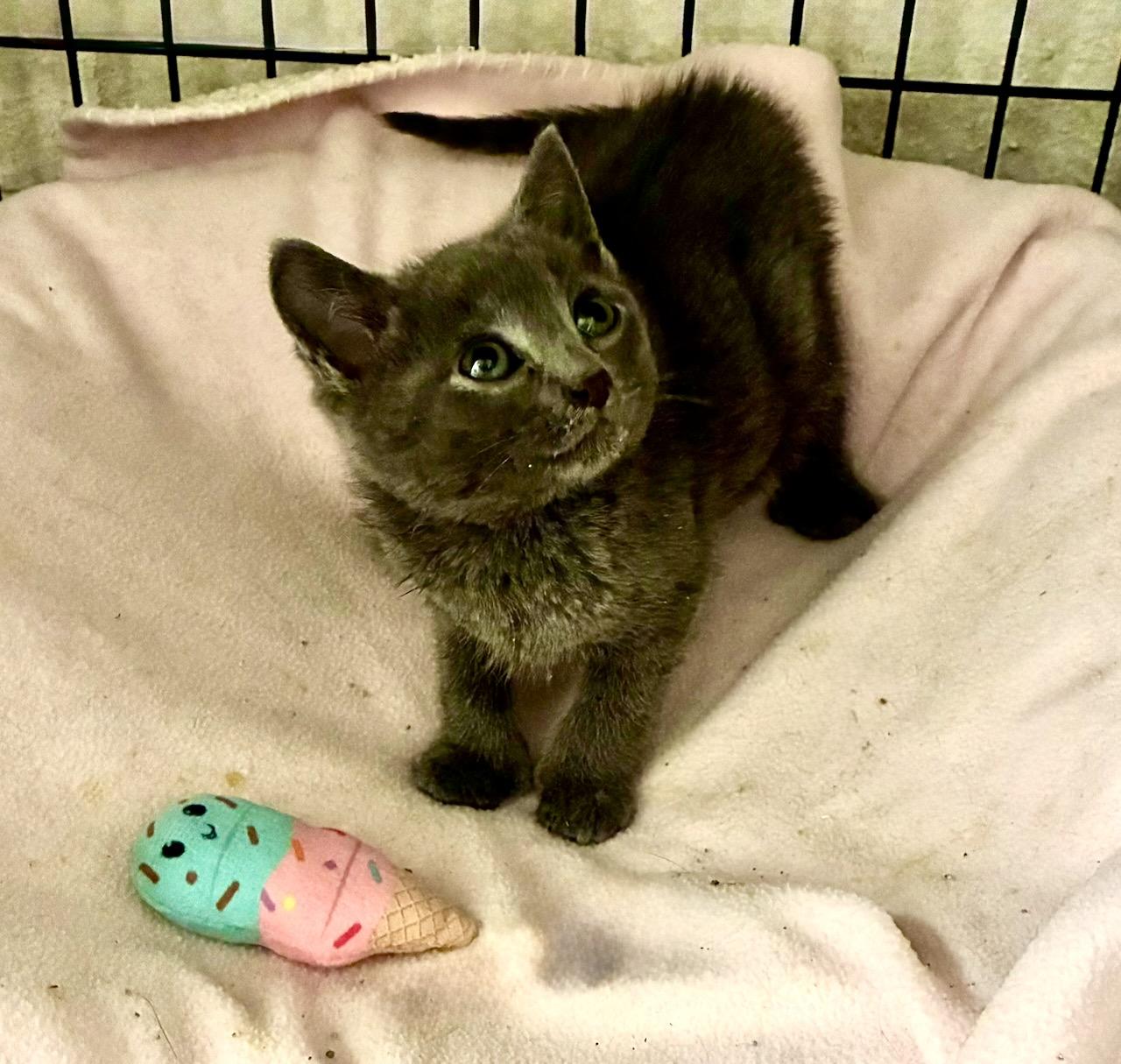 Jacquimo, a ADOPTABLE Domestic Short Hair in River Edge, NJ image 5/6