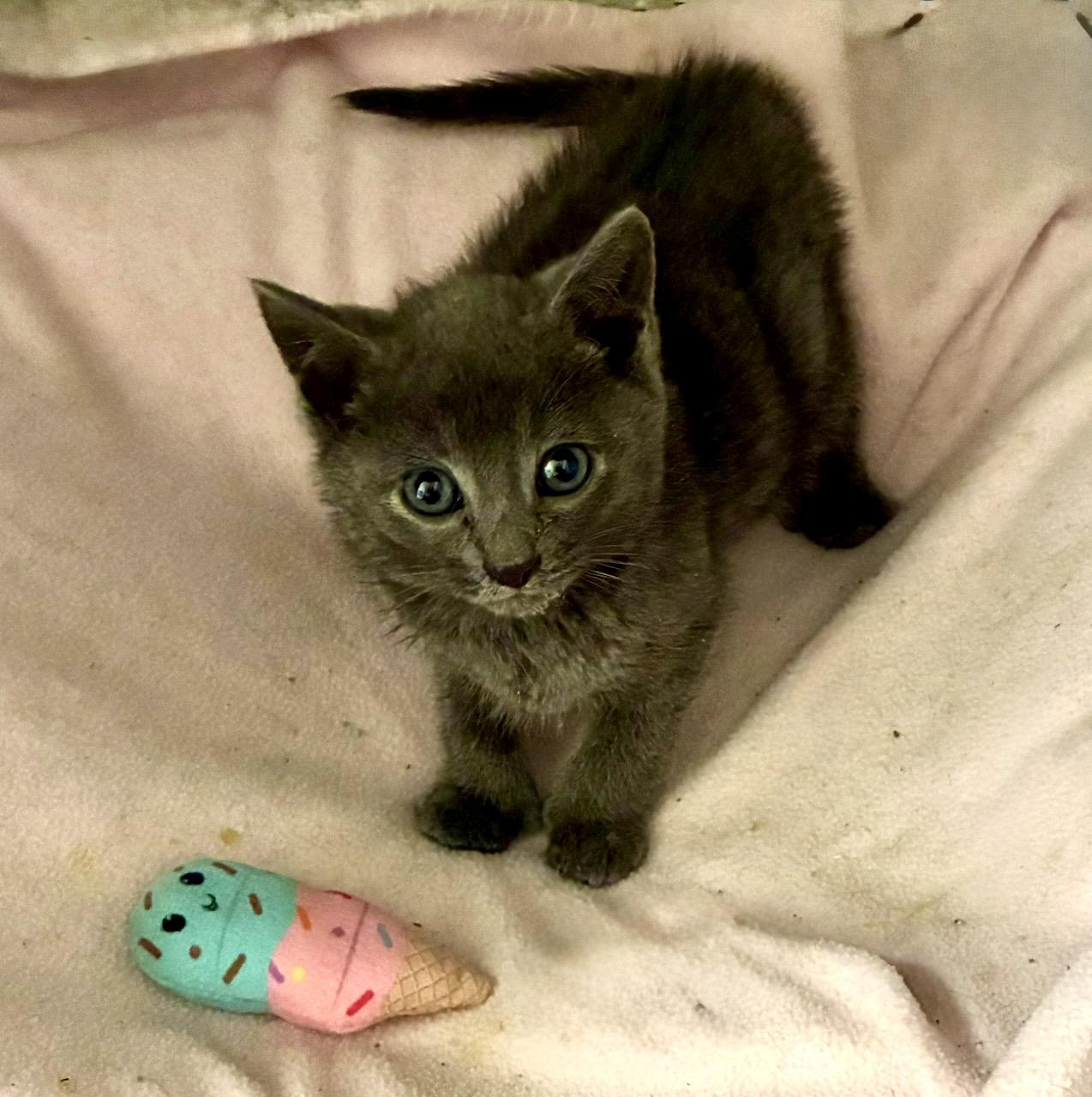 Jacquimo, a ADOPTABLE Domestic Short Hair in River Edge, NJ image 1/6