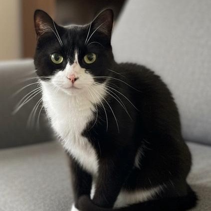 Enlarge Diamond, a ADOPTABLE mixed breed in Cedars, PA image 2/4