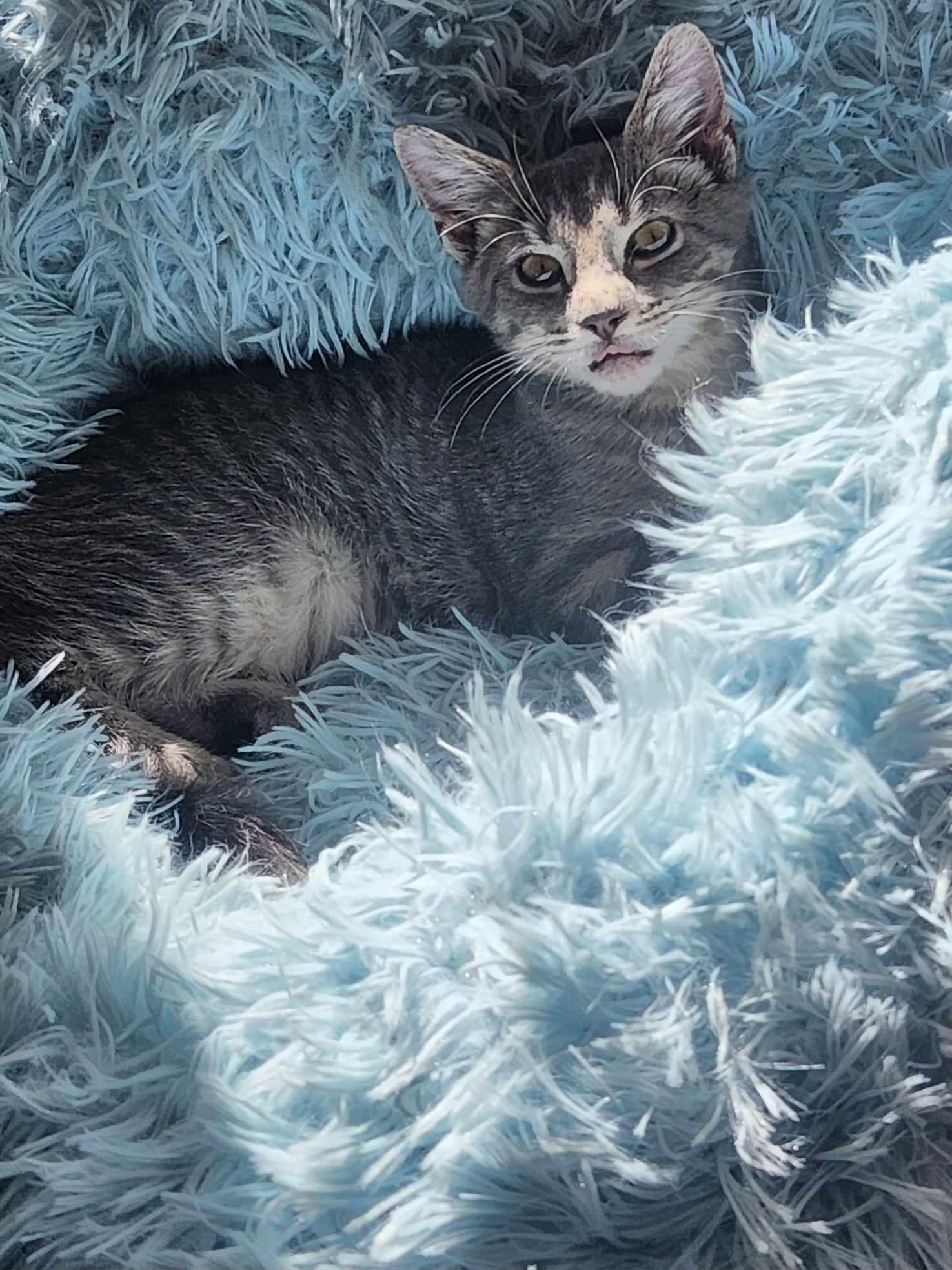 Johnny Rotten, a Adoptable mixed breed in Seaford, DE image 1/3