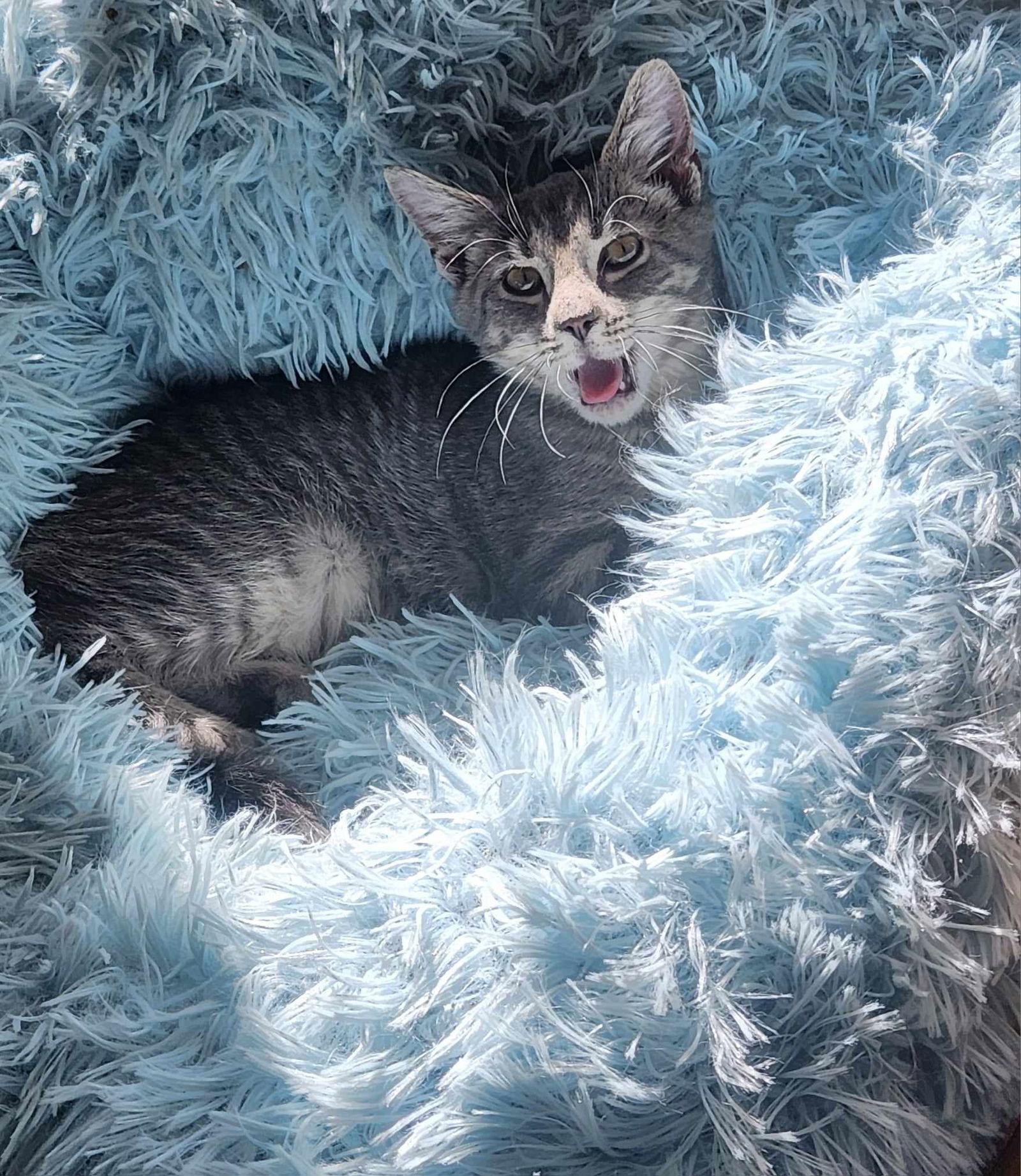 Johnny Rotten, a Adoptable mixed breed in Seaford, DE image 2/3