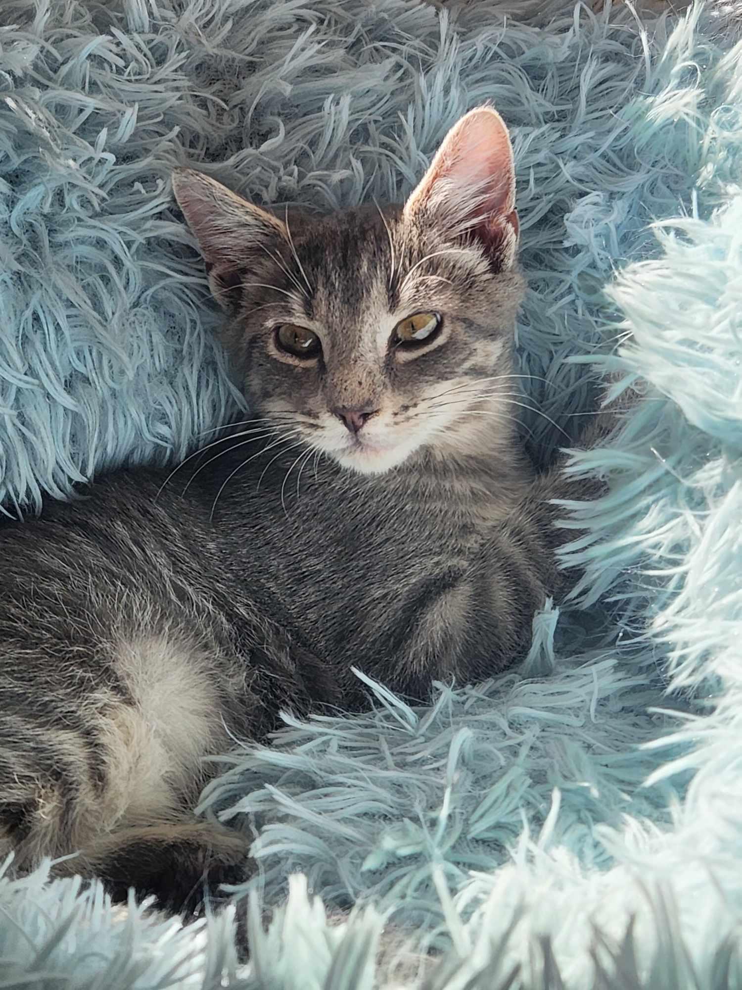 Johnny Rotten, a Adoptable mixed breed in Seaford, DE image 3/3