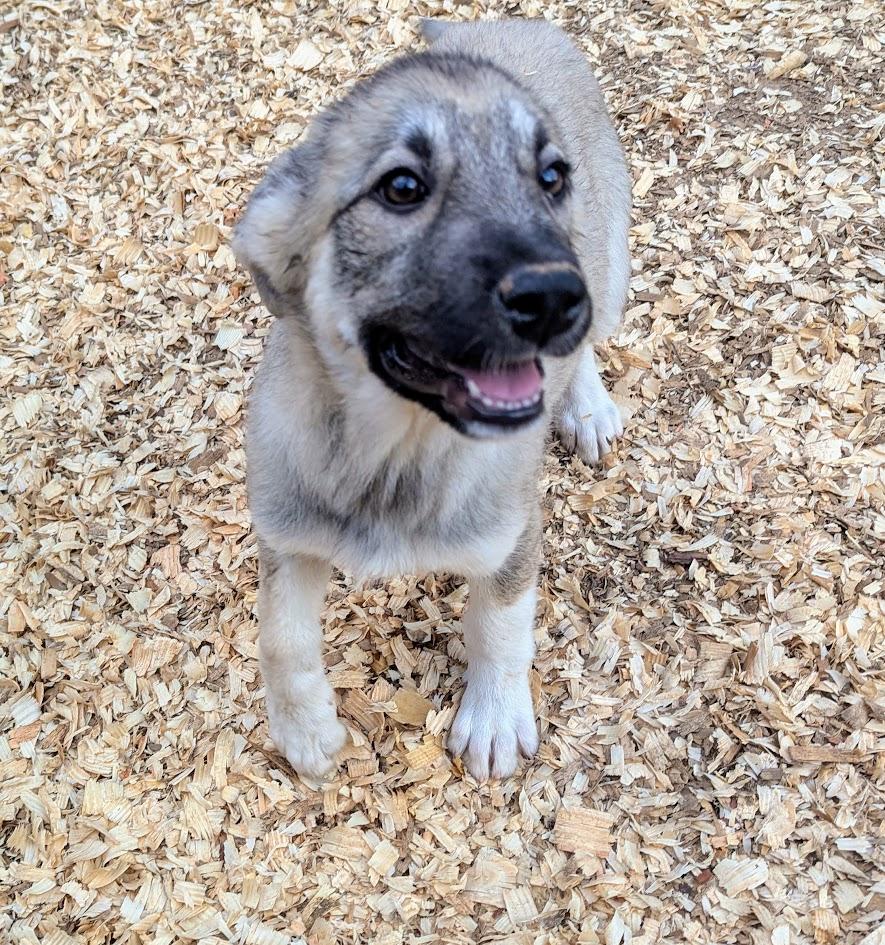 GHIRADELLI — thumbnail 2