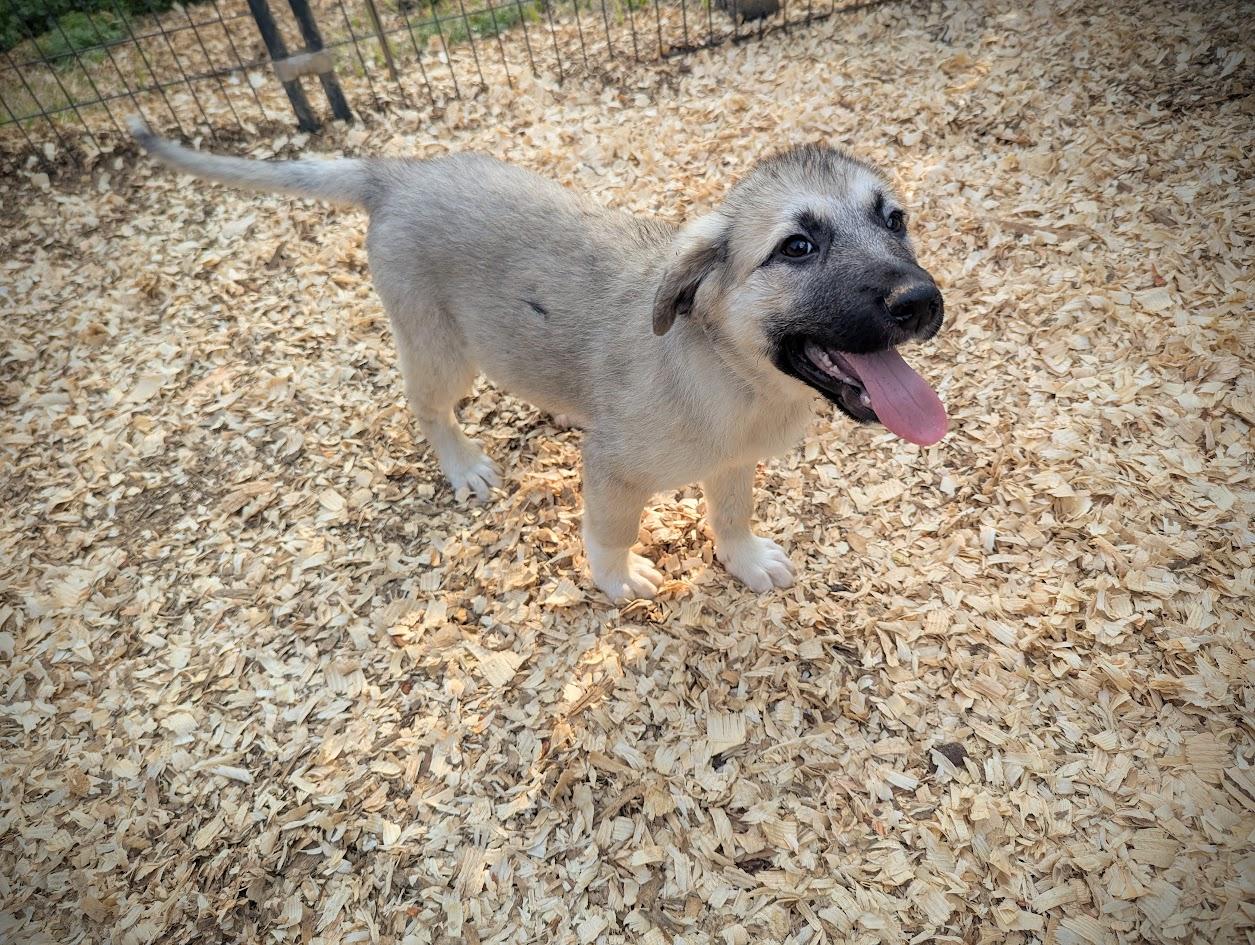 GHIRADELLI — thumbnail 4